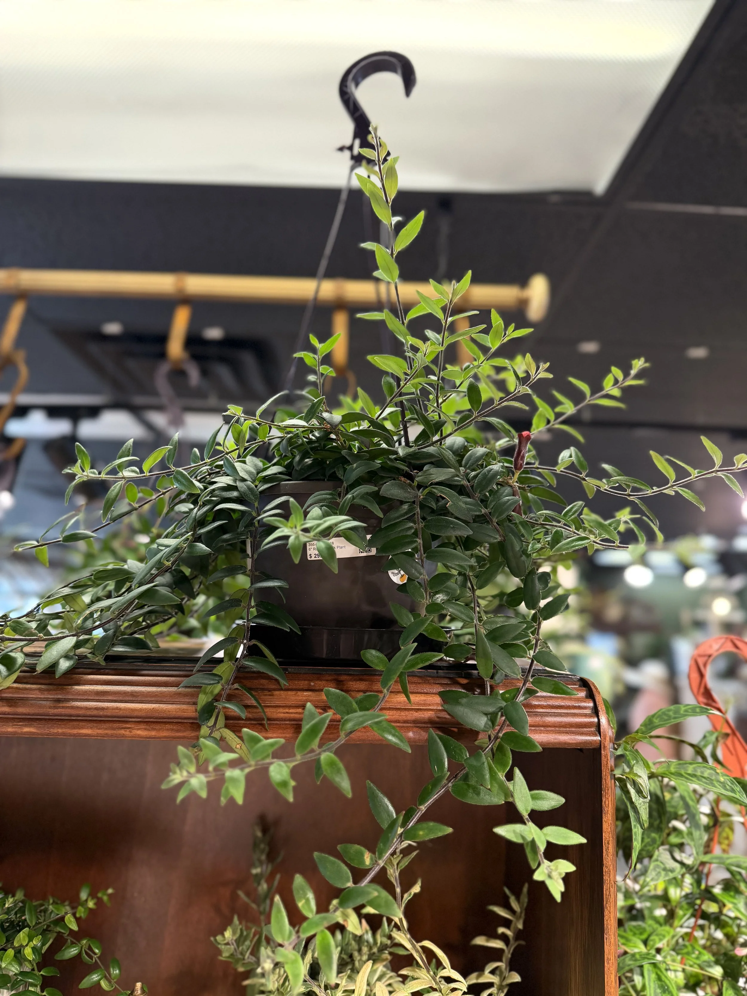 ruby lipstick plant.jpg