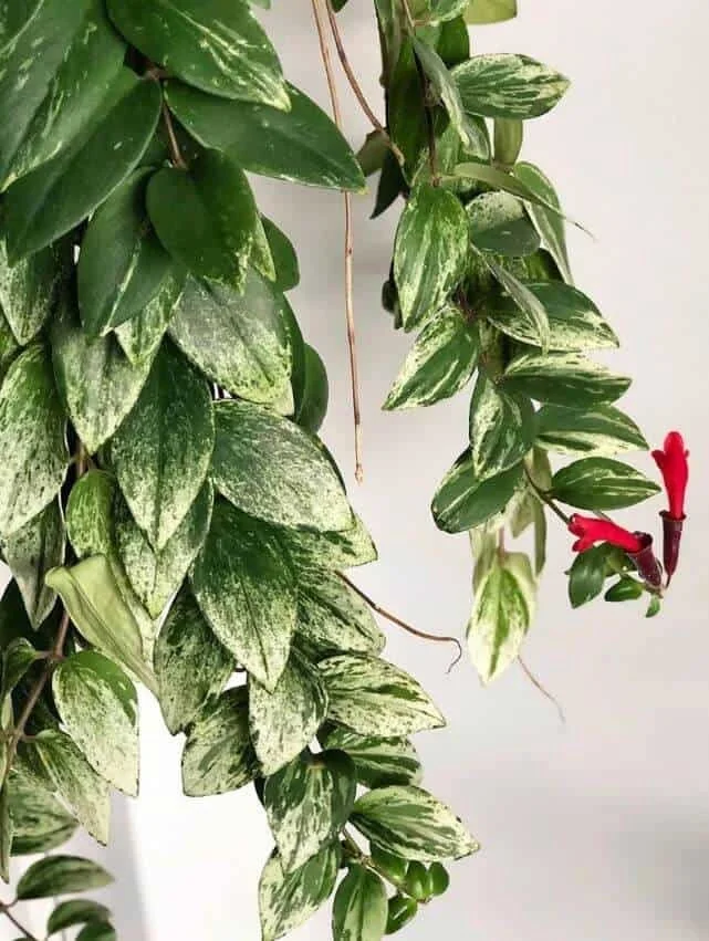 Lipstick-plant_bloom.jpg
