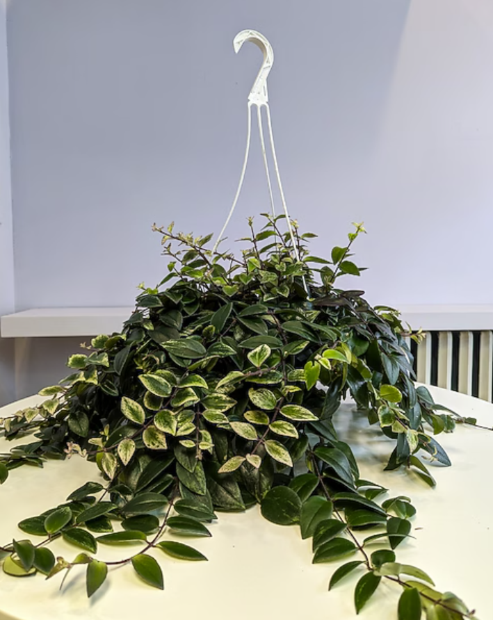 variegated lipstick plant.png