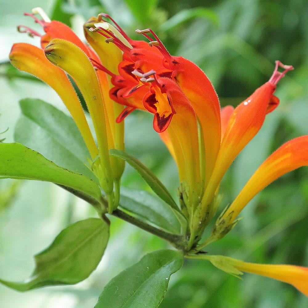 orange lipstick plant bloom.jpg