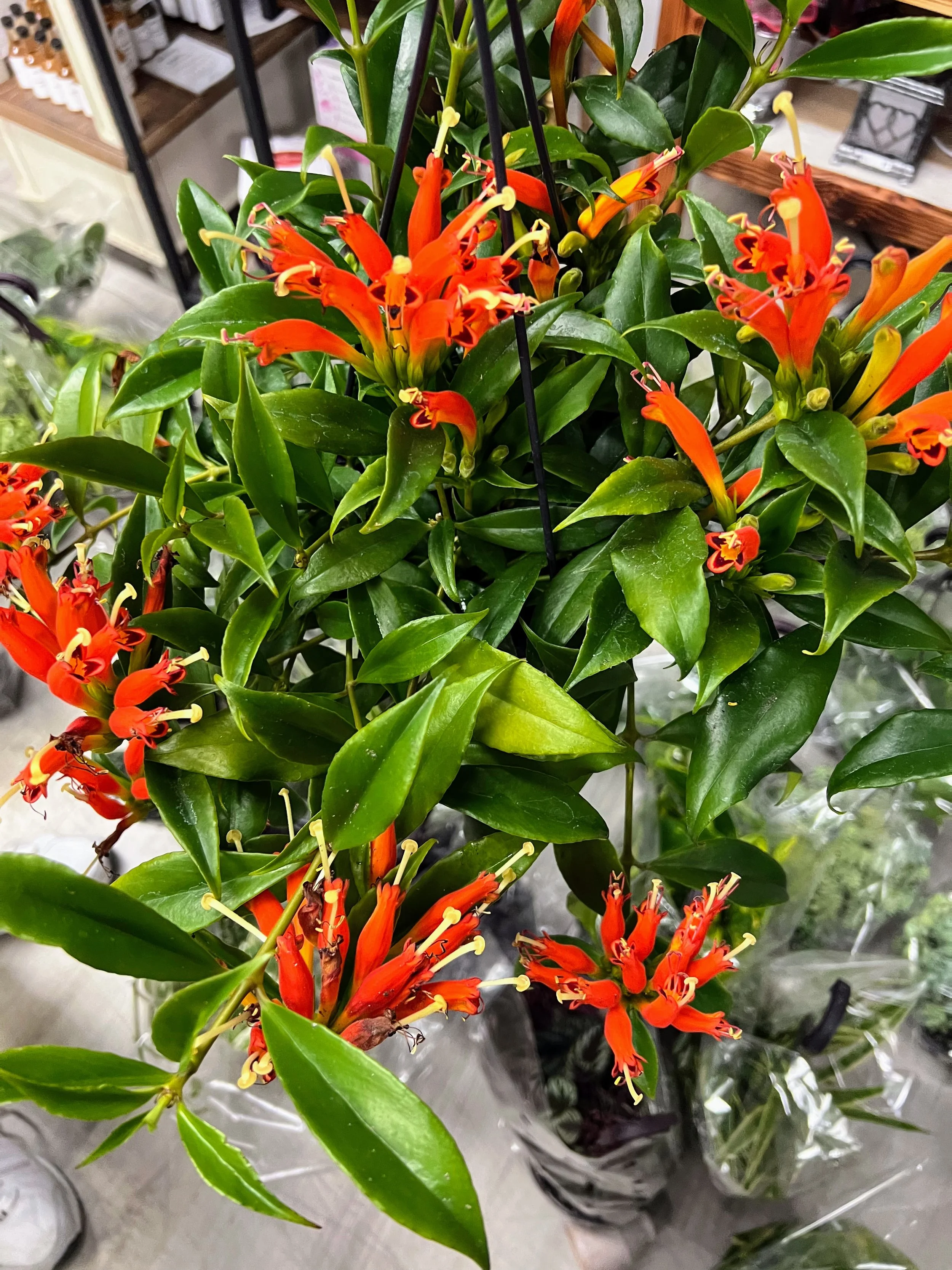 orange lipstick plant.jpg