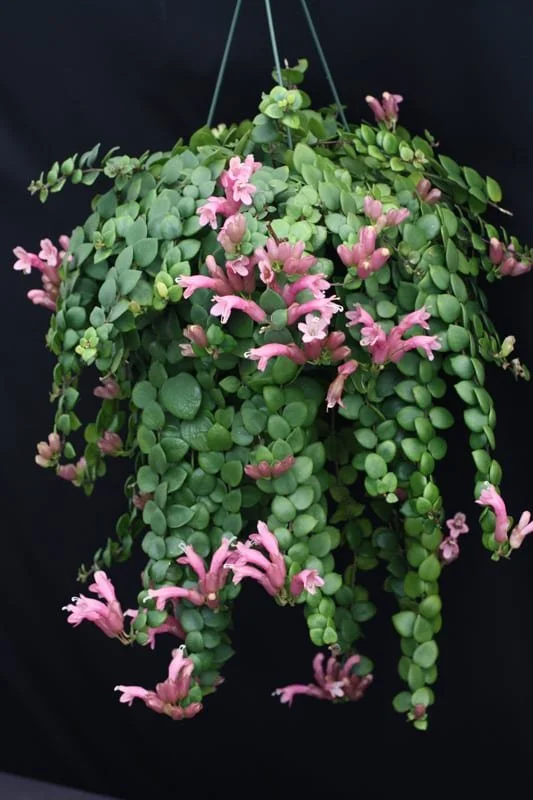 thai pink lipstick plant.jpg