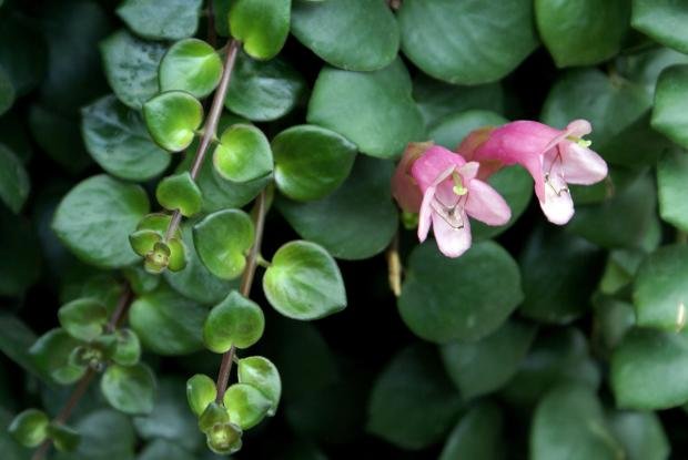 thai pink lipstick bloom.jpeg