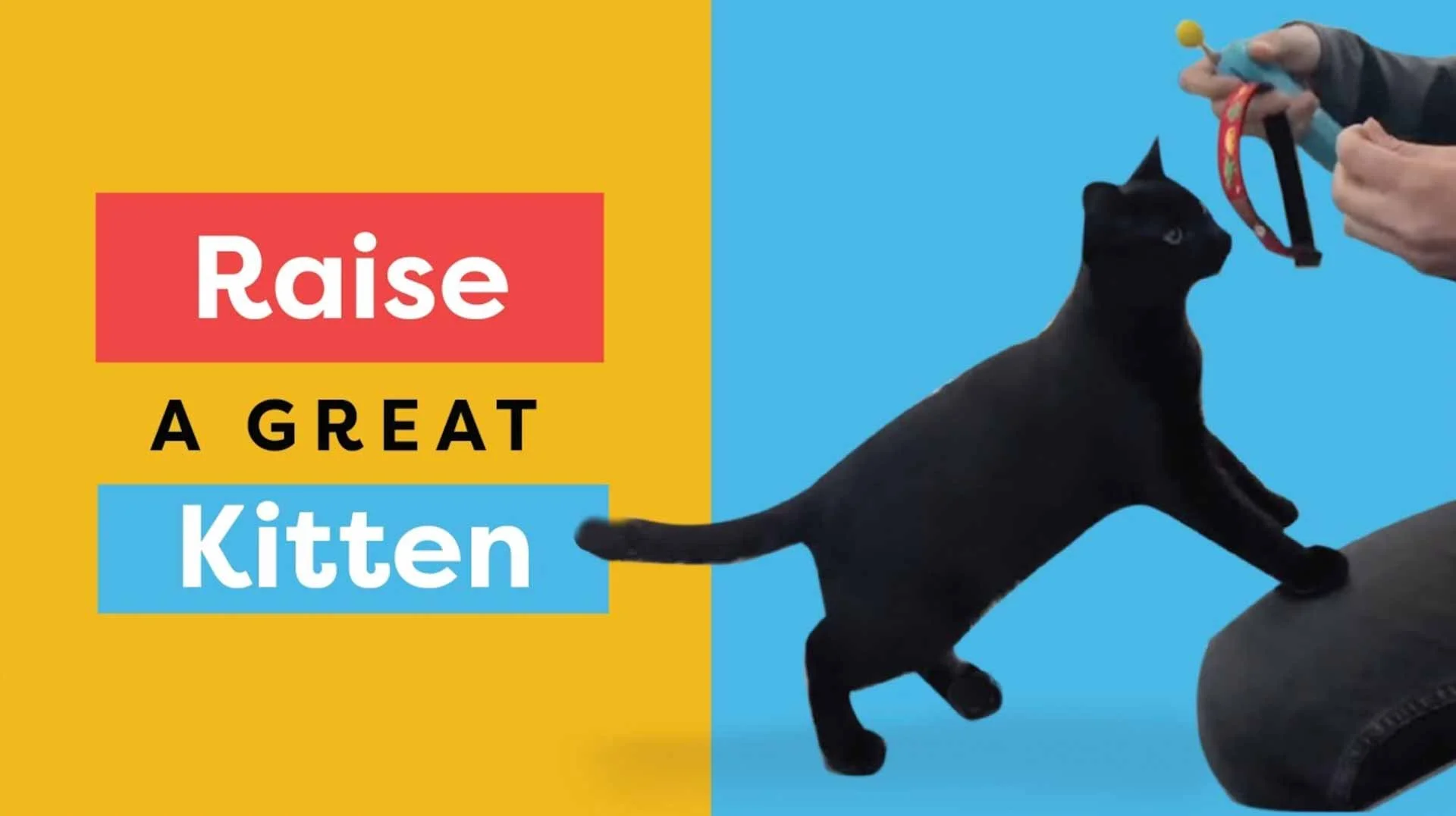 Kitten Training 101: 9 Foundations for Raising a Confident, Happy Kitten