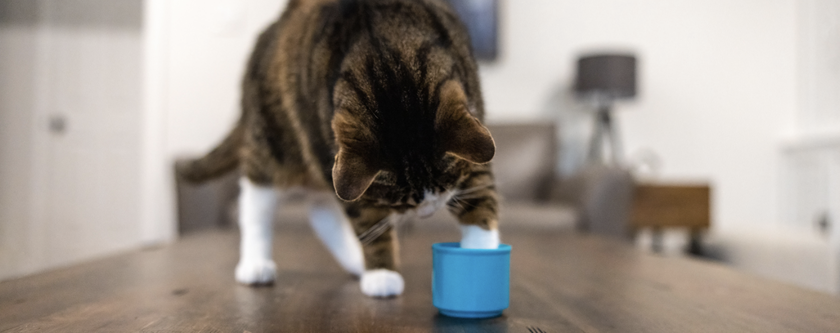 Cat using its paw to reach into a plastic cup during a clicker training exercise