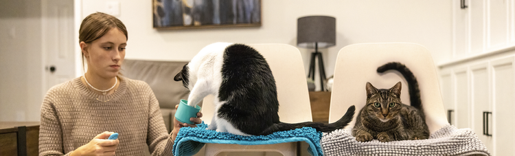 Online Cat Training Course | Cat School