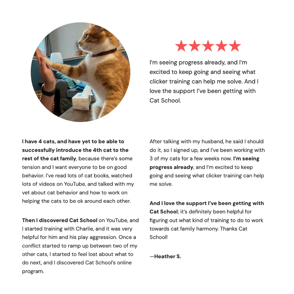 Online Cat Training Course | Cat School