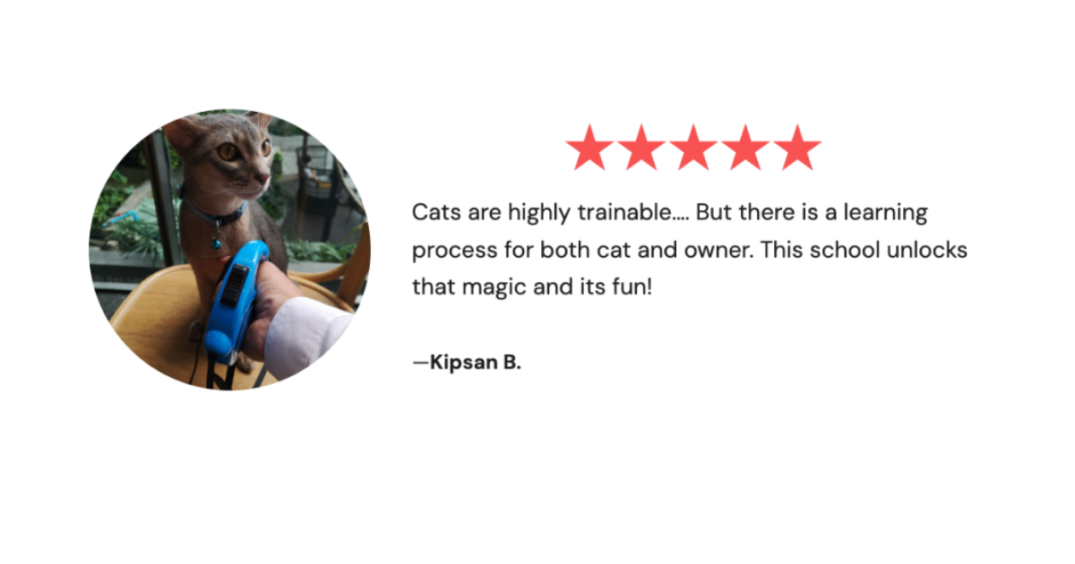 Online Cat Training Course | Cat School