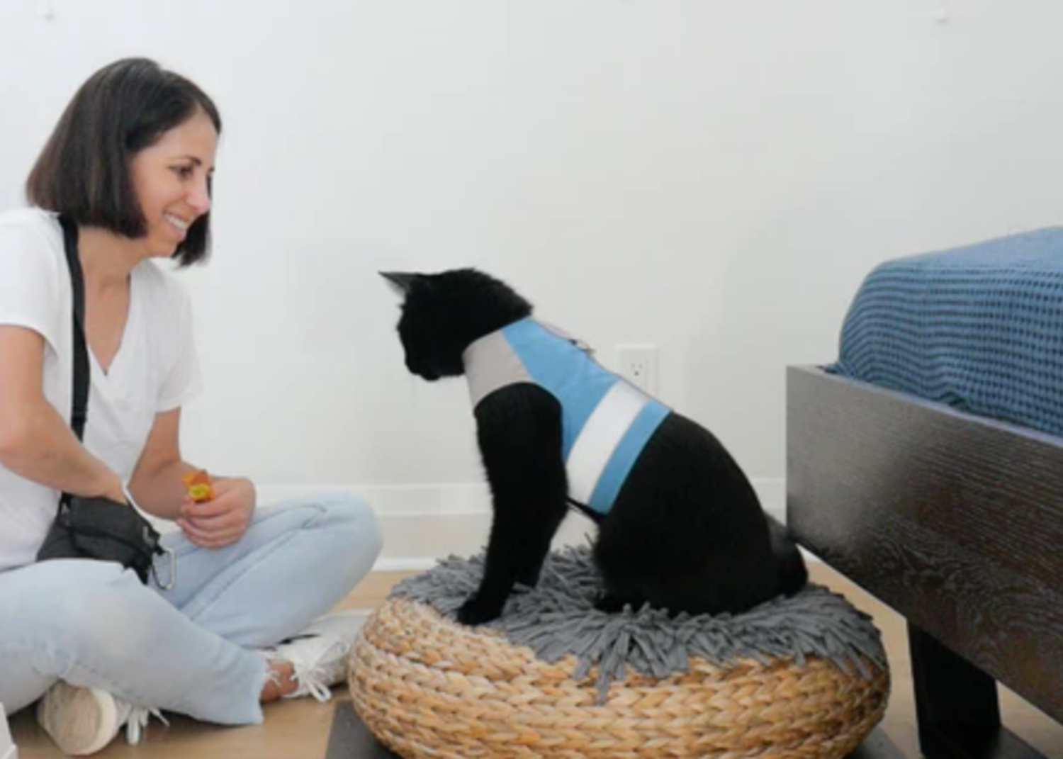 How to Train a Cat: The Ultimate Cat Training Guide