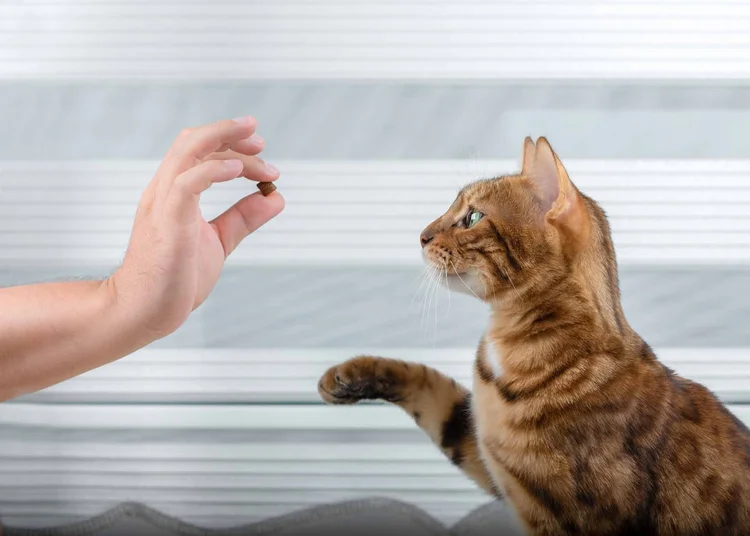 Trained Cats: Expert Tips to Teach Your Cat Amazing Tricks