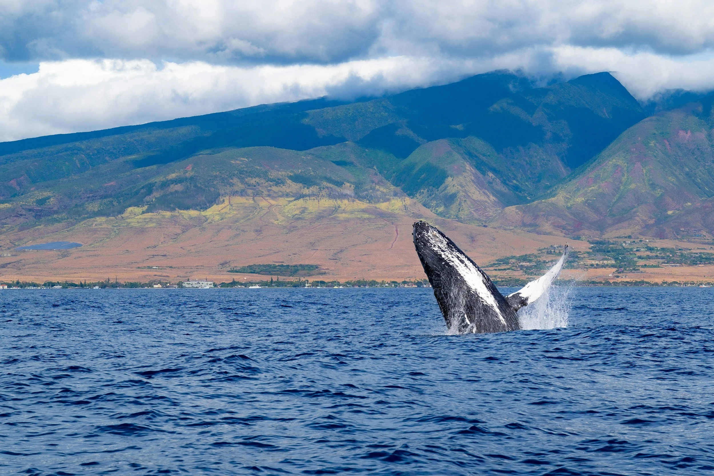 A Humpback Whale jumping out of the water with the big island of hawaii in the background of the picture