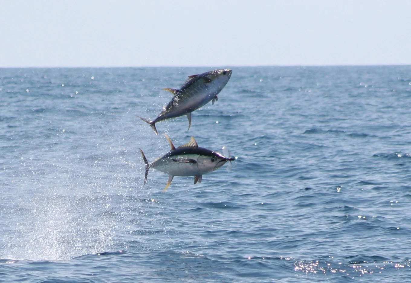 Two fish jumping out of the water in the ocean.