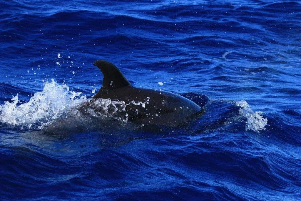 A dolphin swimming in the ocean with part of its body visible above the water surface.