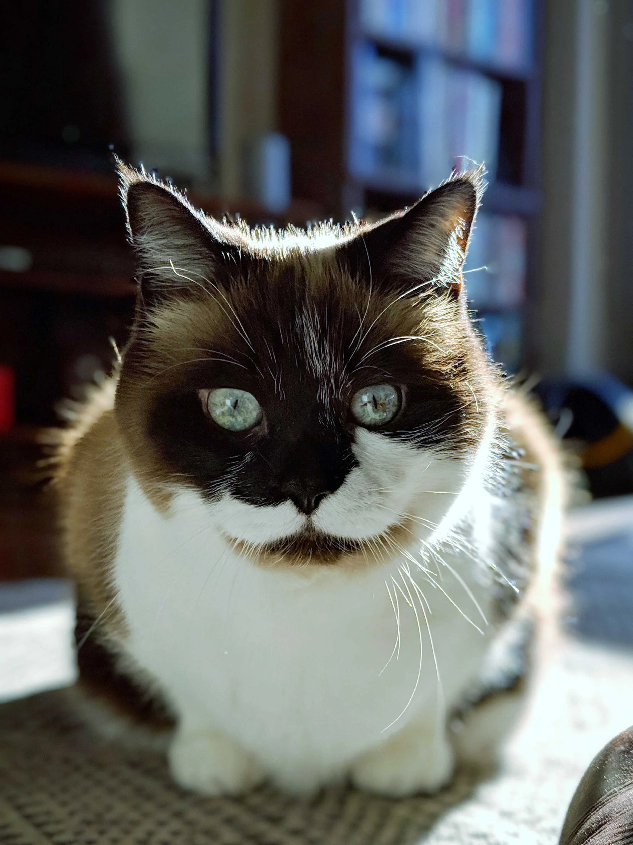 photo of a blue eyed ragdoll cat