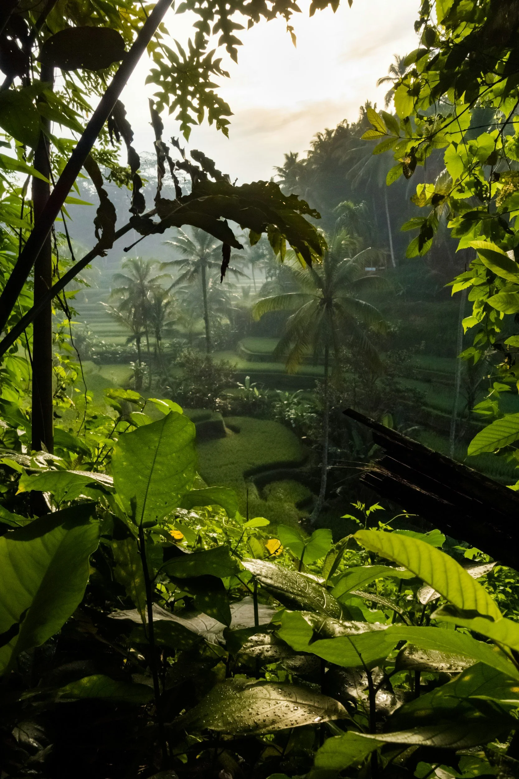Lush tropical jungle with various green leaves and plants in the foreground, and a view of a terraced landscape with palms and other trees in the distance, illuminated by soft sunlight.