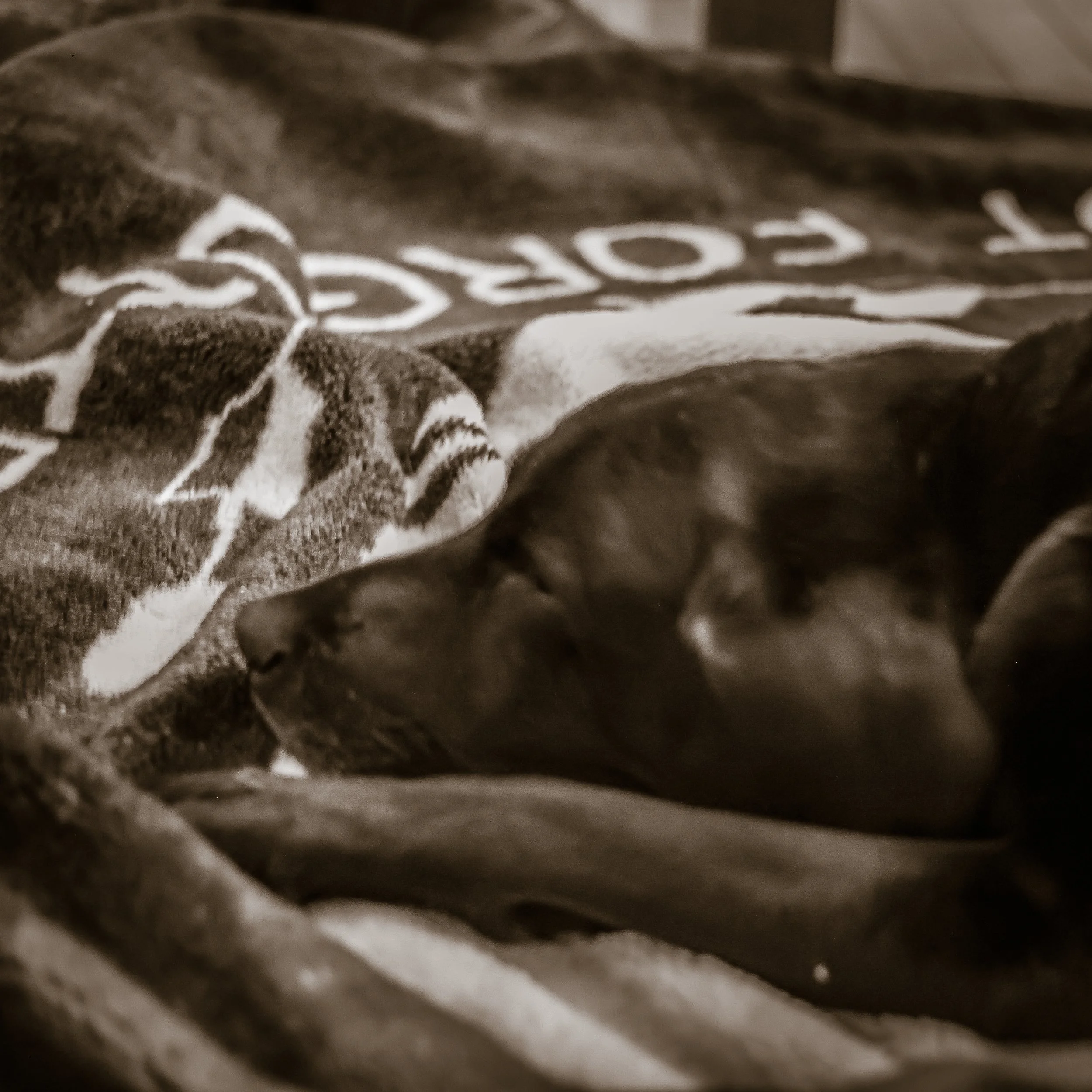 Sepia, sleeping wrapped in blanket