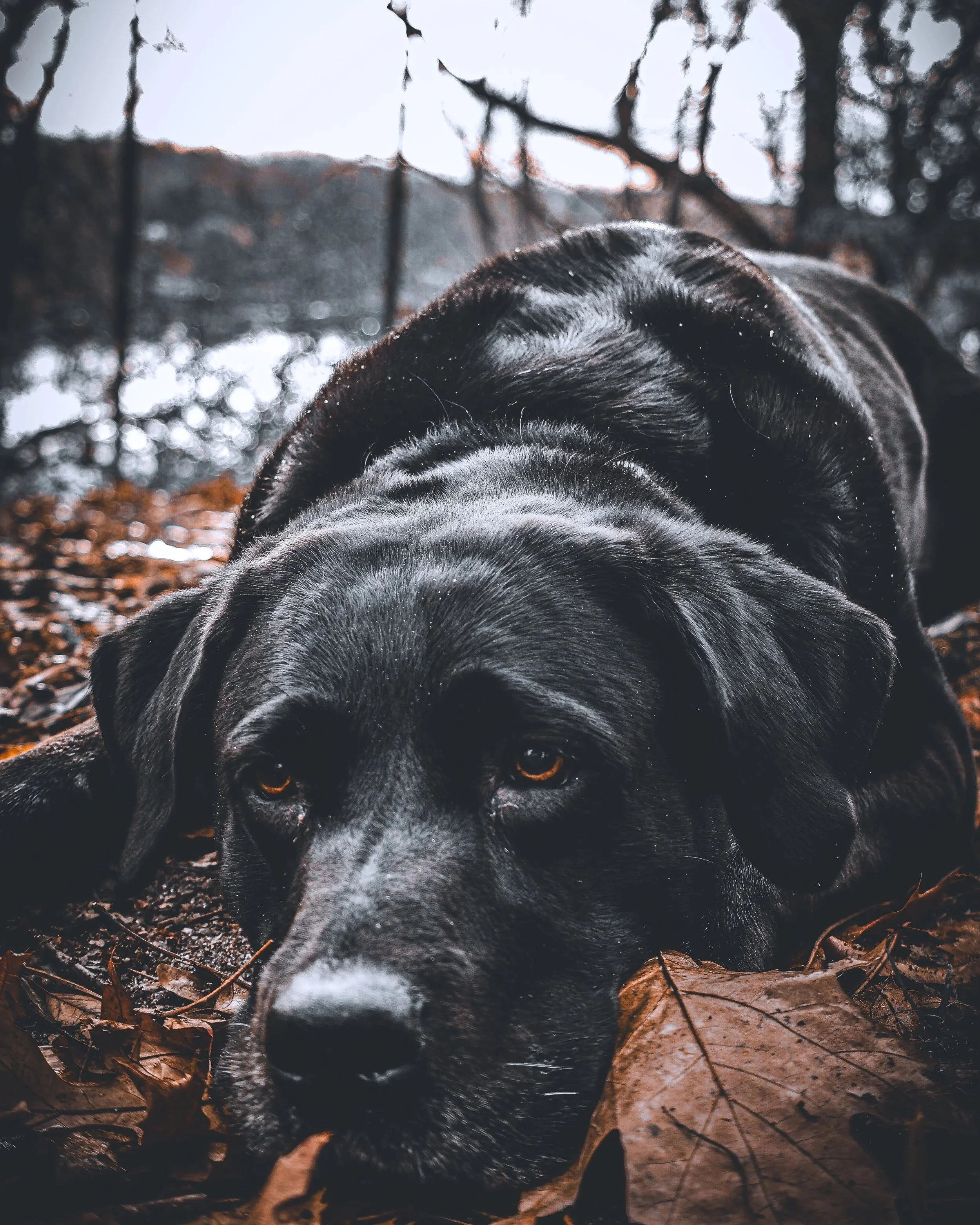 River close-up, tongue out, those eyes full of life