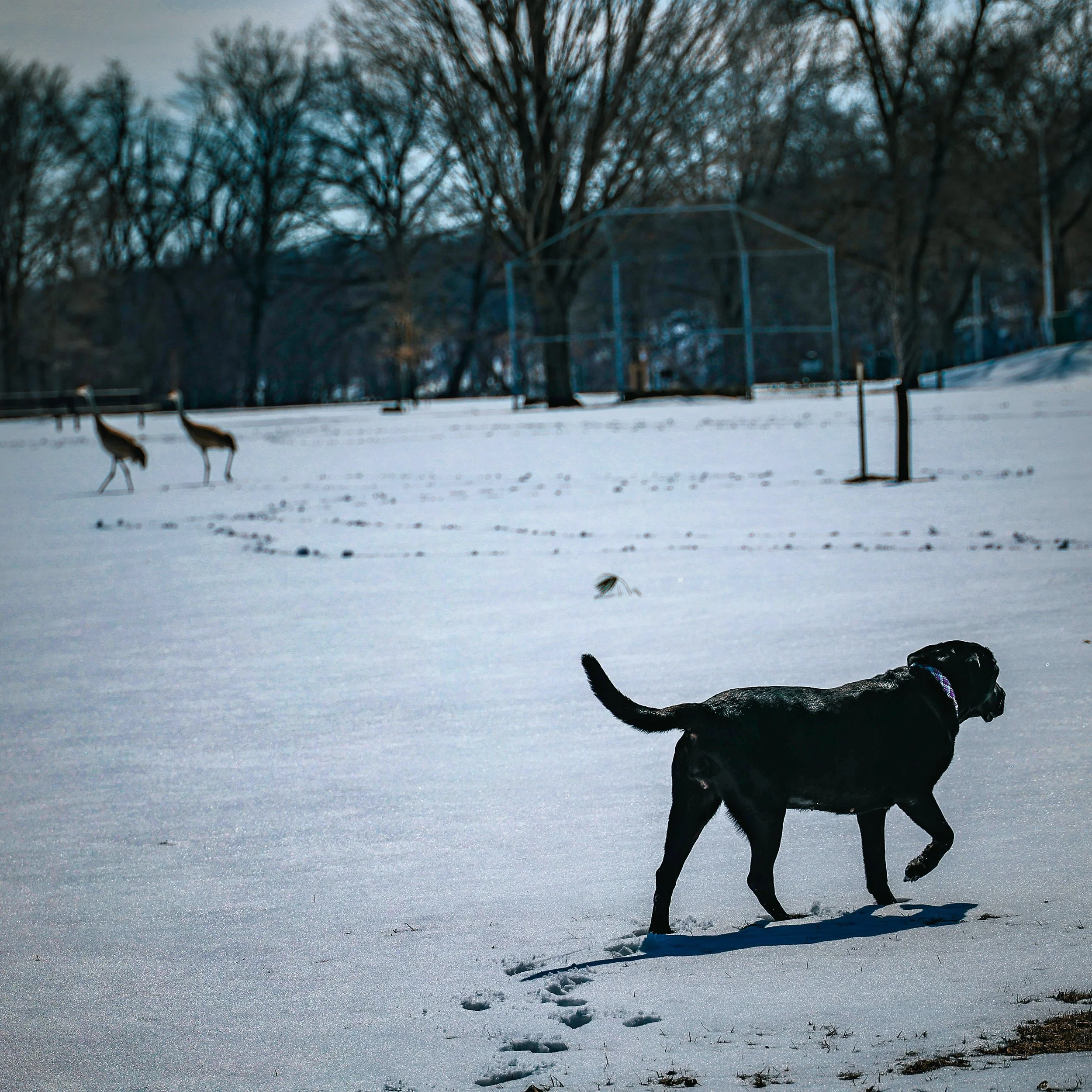 Snowy park, snow cranes in background, her whole world
