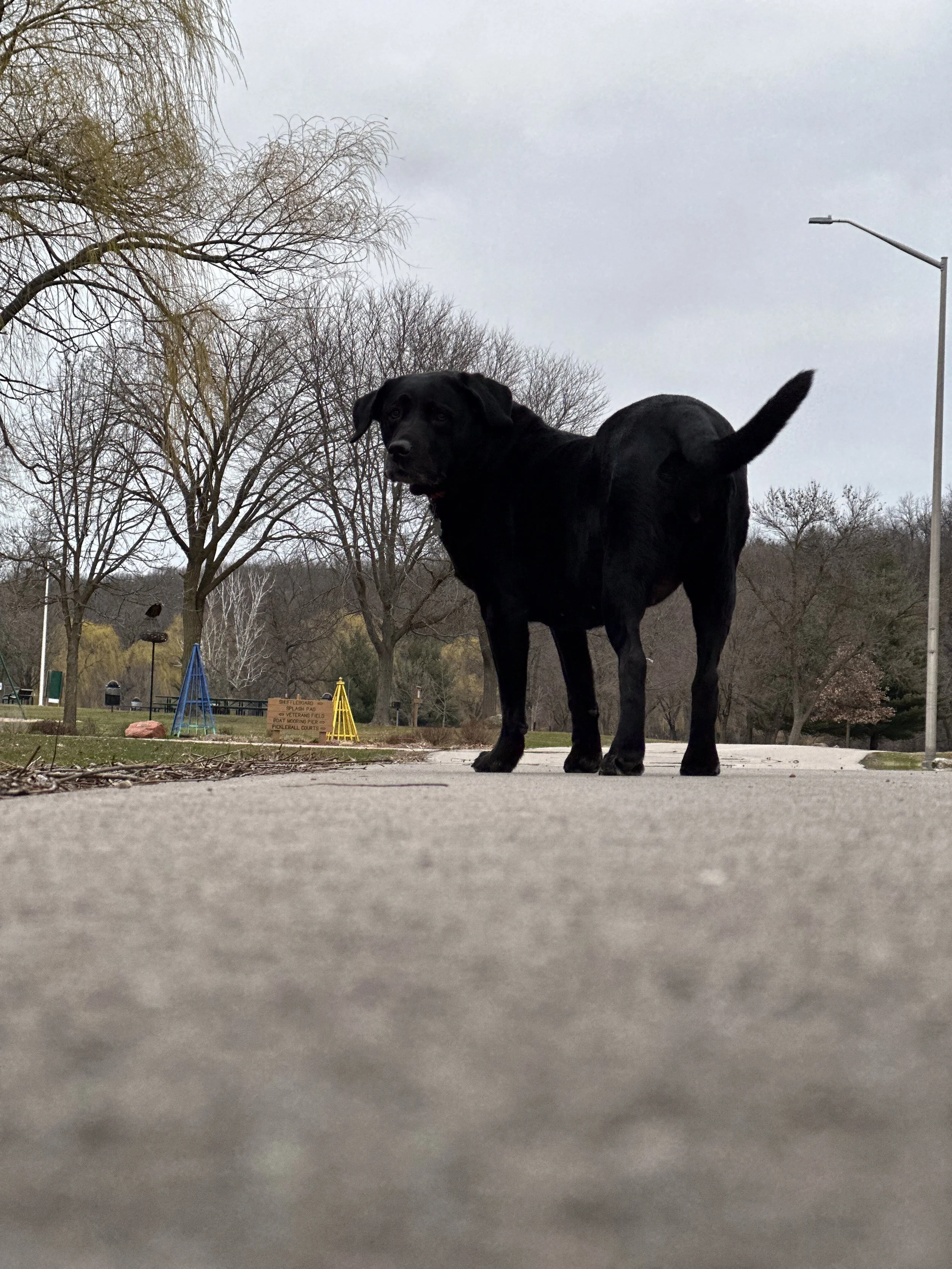 Low angle, silhouette standing tall in the park