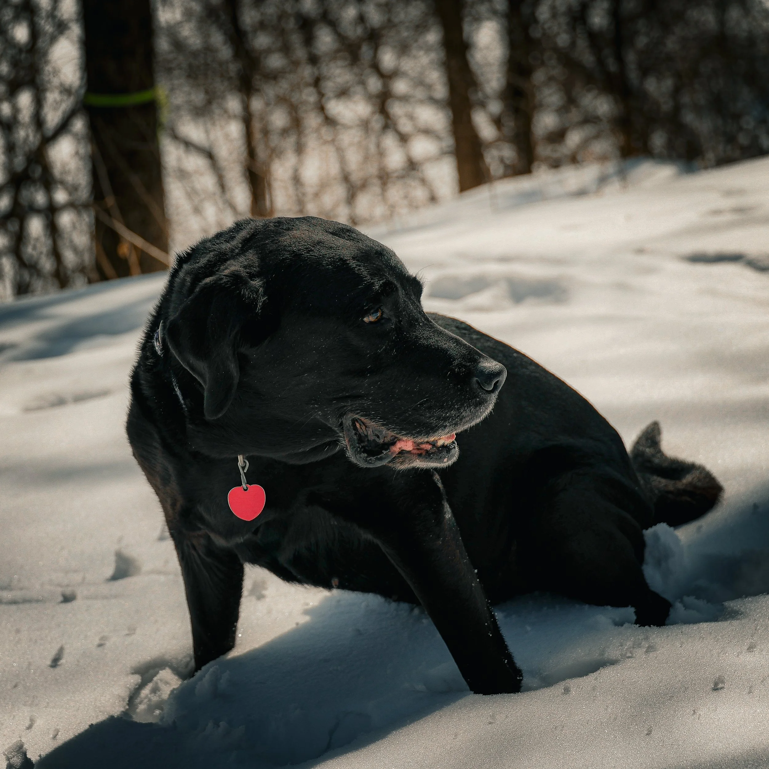 Snow, red heart tag, resting but alert and wise