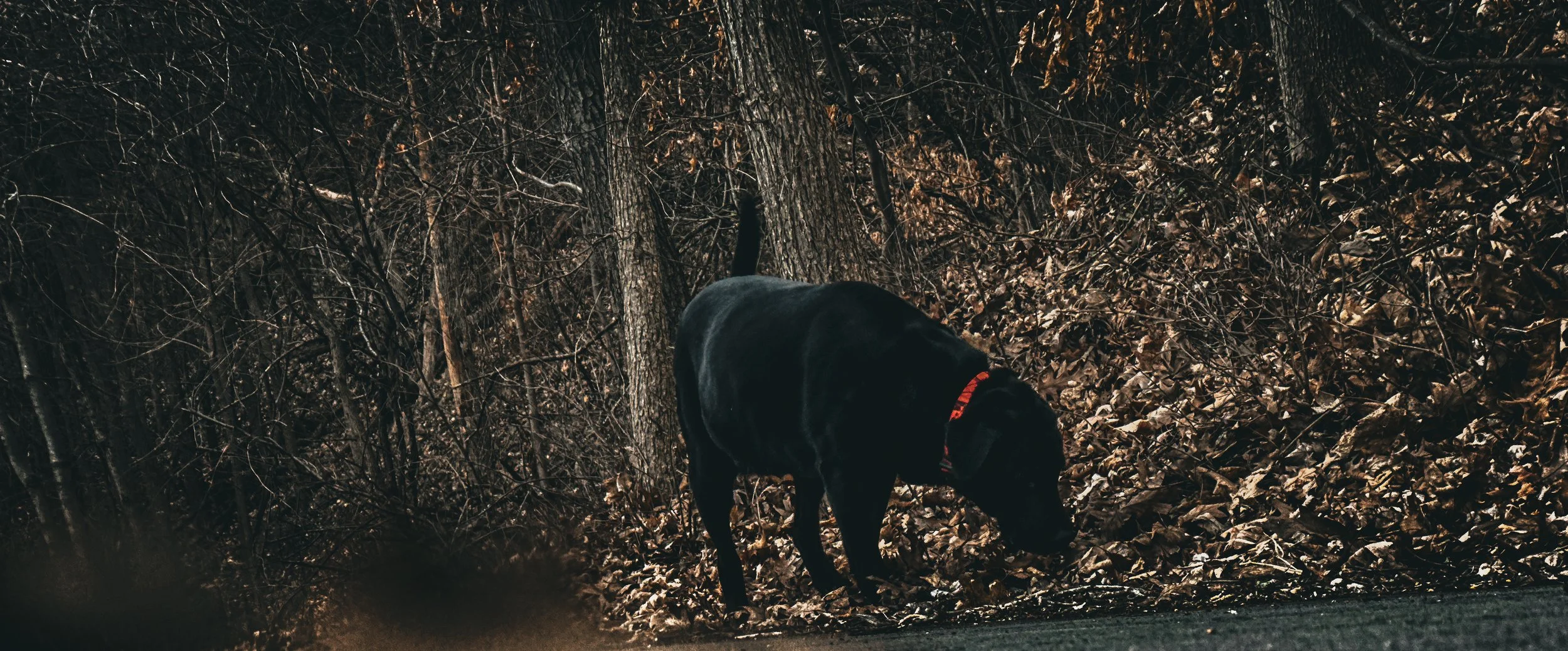 Dark woods, red collar, nose to the ground alone