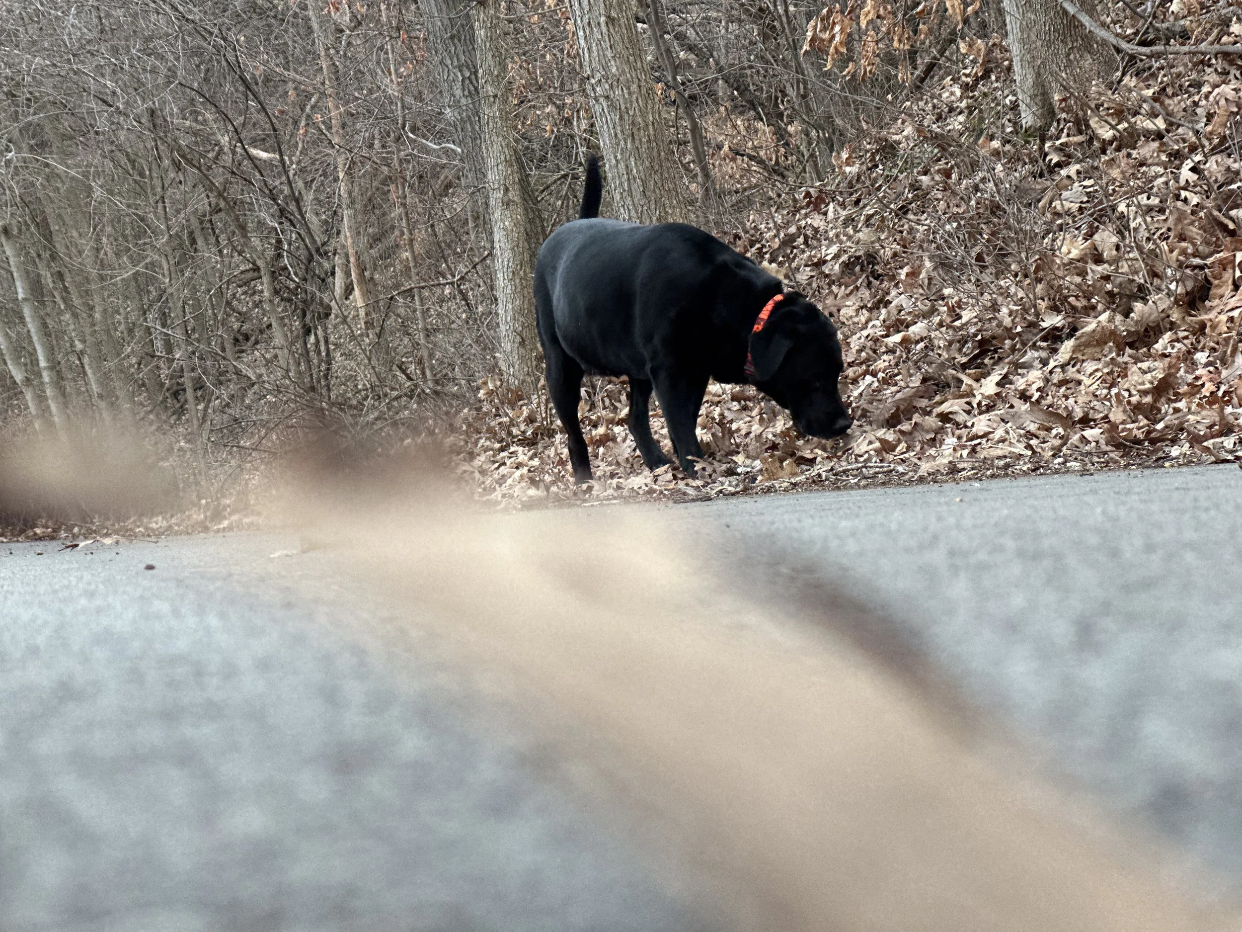 Ground level shot, sniffing the leaf pile on the road