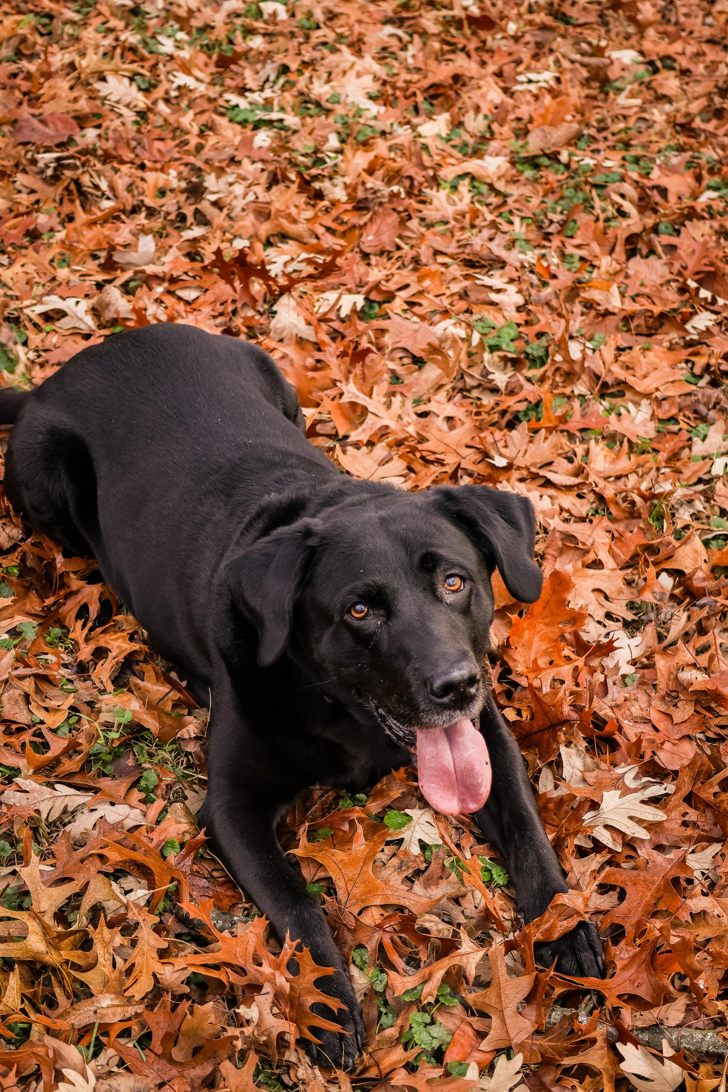 Orange autumn leaves, tongue out, looking right at you