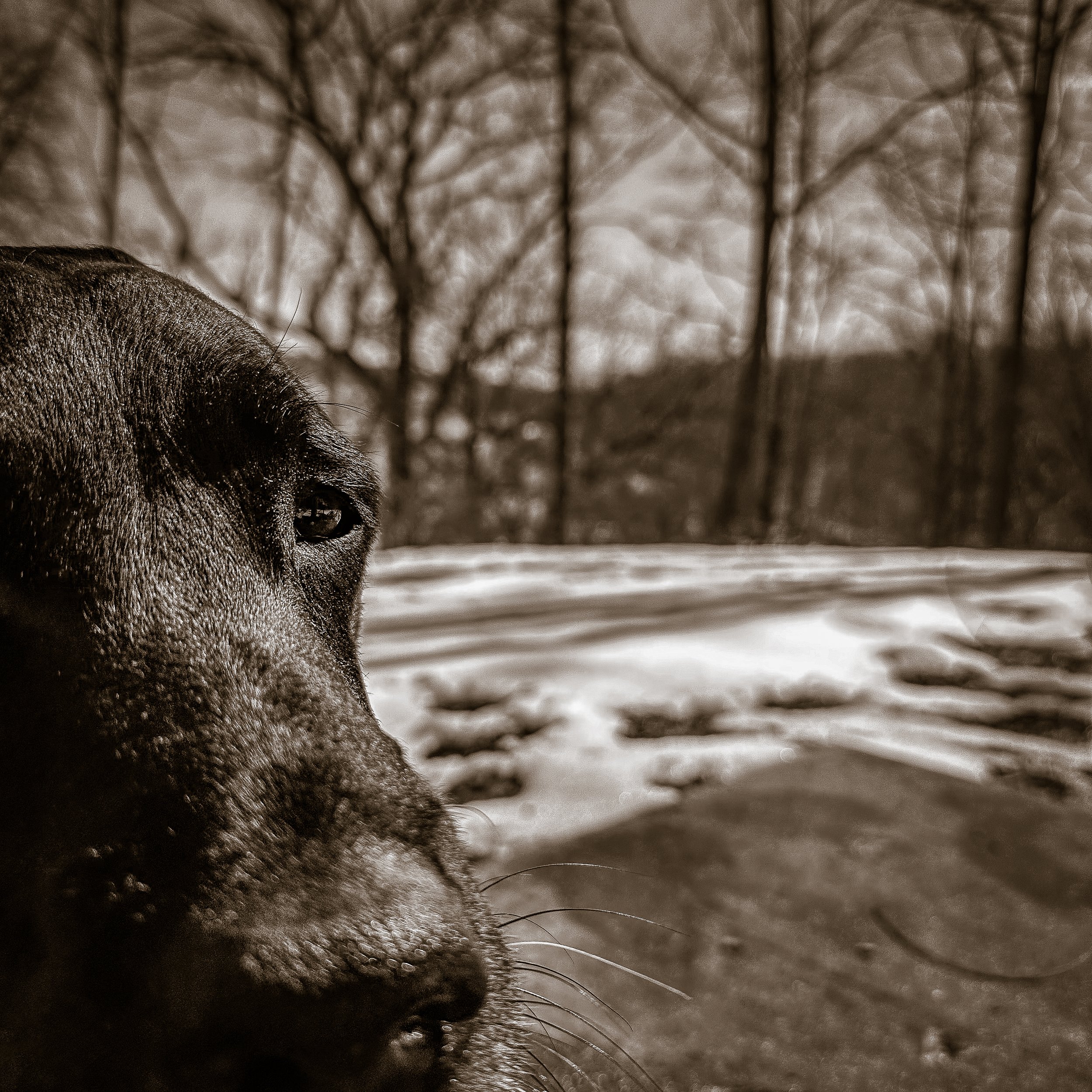 Sepia half-face profile, one eye, winter behind her