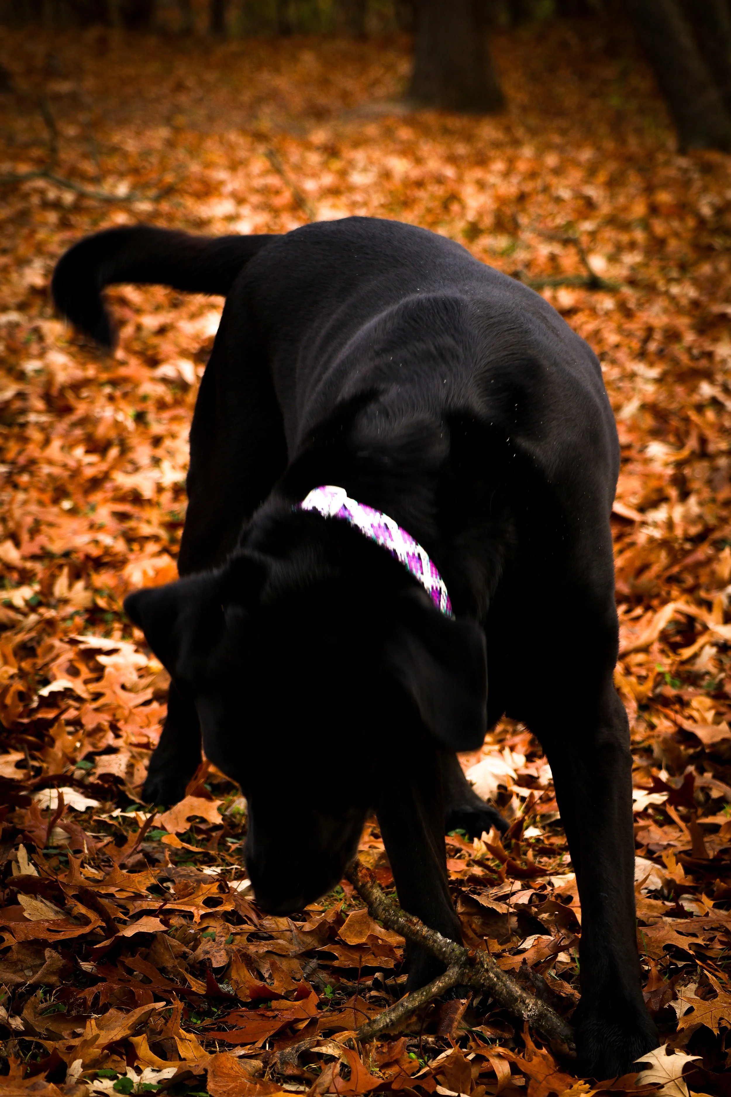 Nose buried in autumn leaves, bowing down, pure instinct