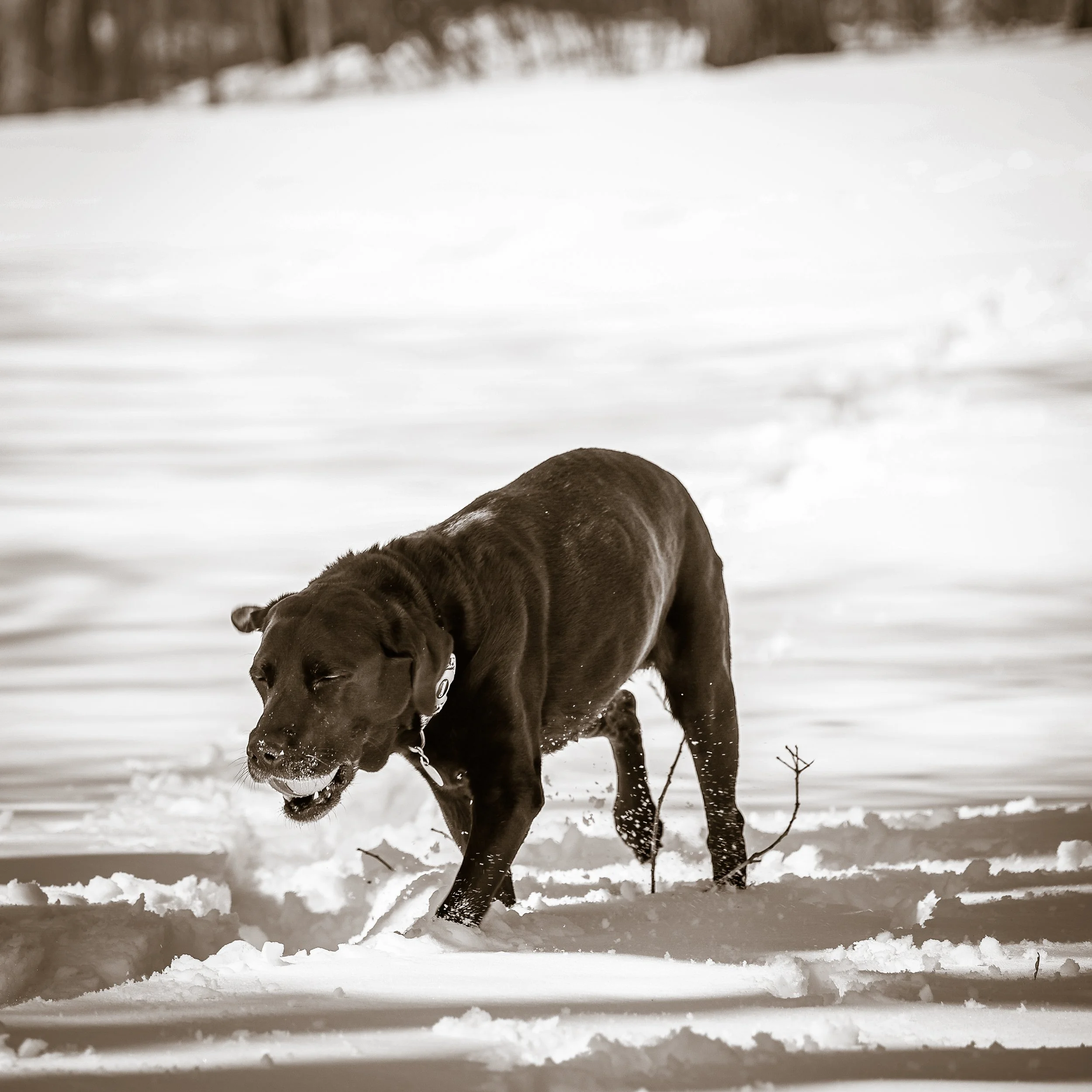 Sepia, nose down, ball in mouth through snow