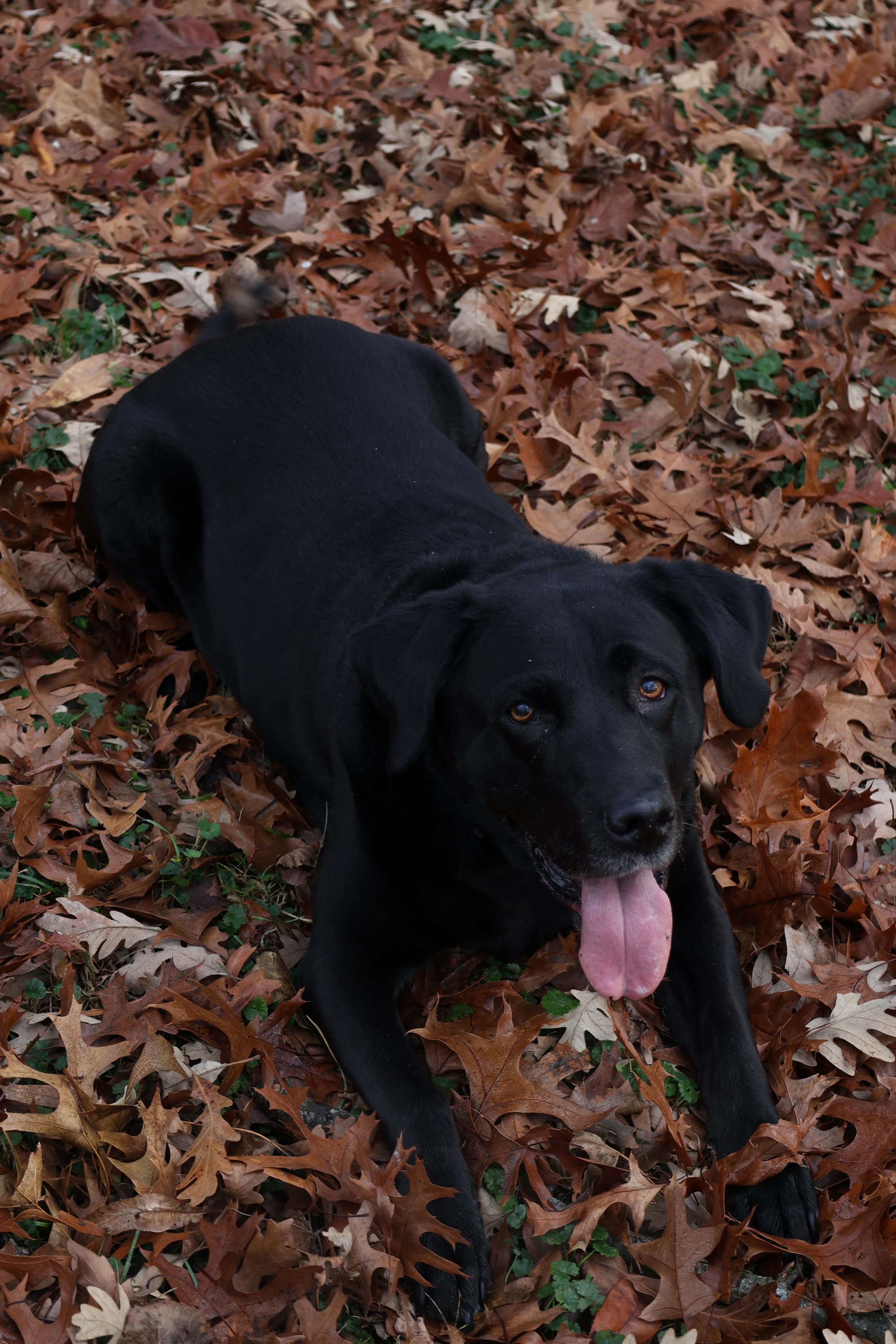 Leaves, face down, those amber eyes looking up