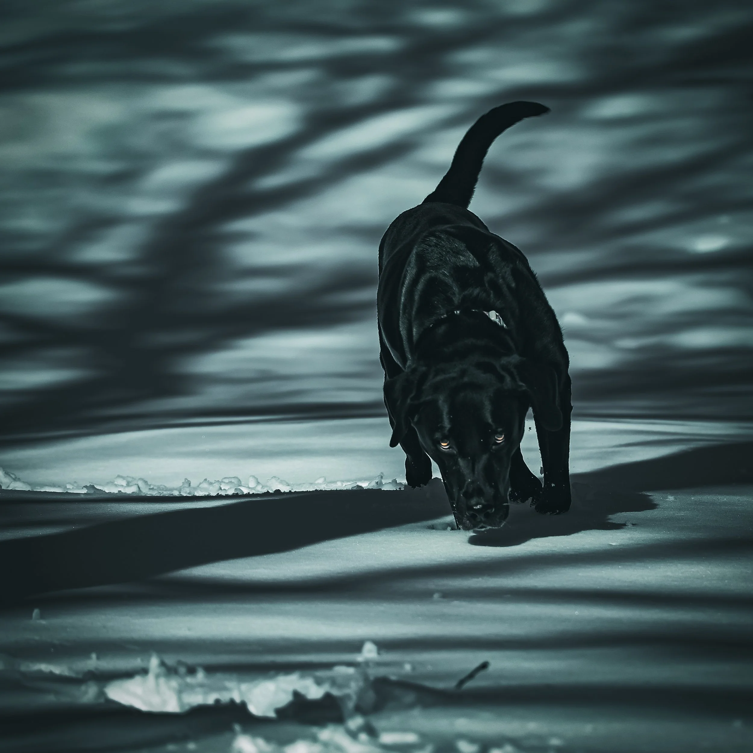 Dark cinematic silhouette nose to ground, tail up