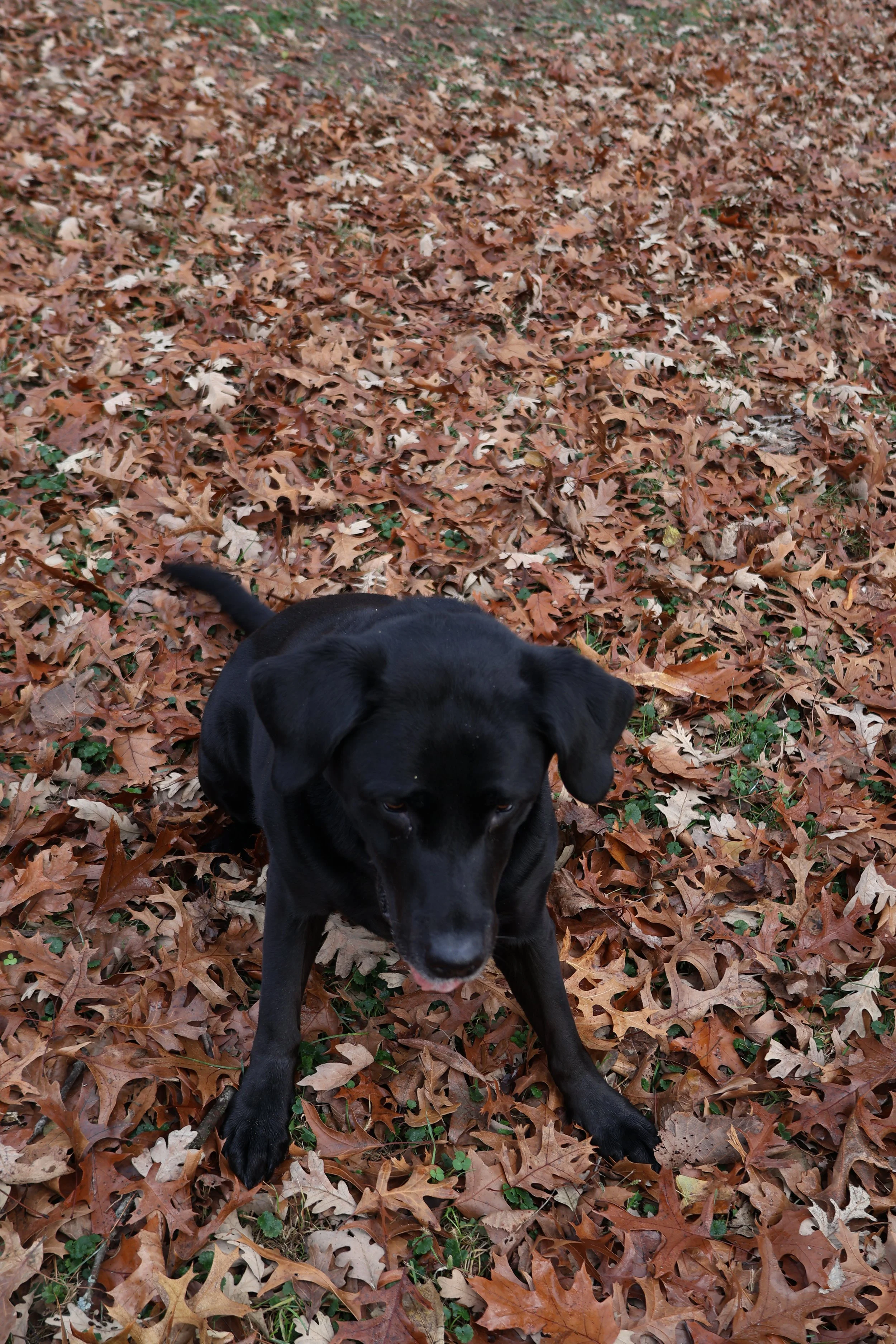 Leaves, play bow, looking up with that smile