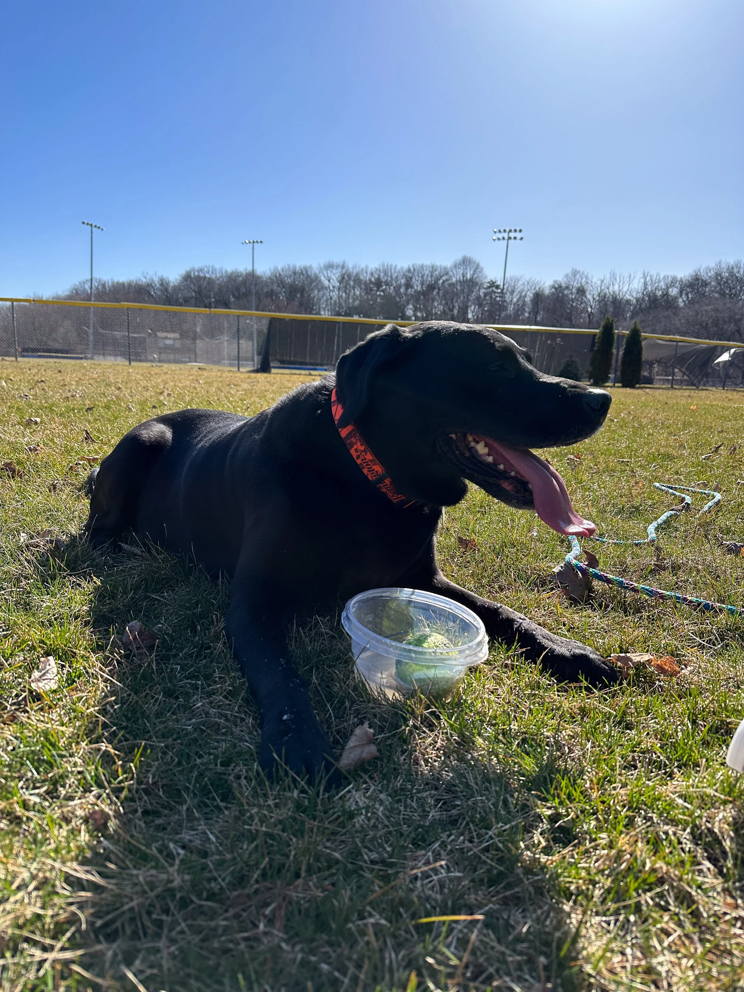 Sunny day, tongue out, ball in cup, pure happiness