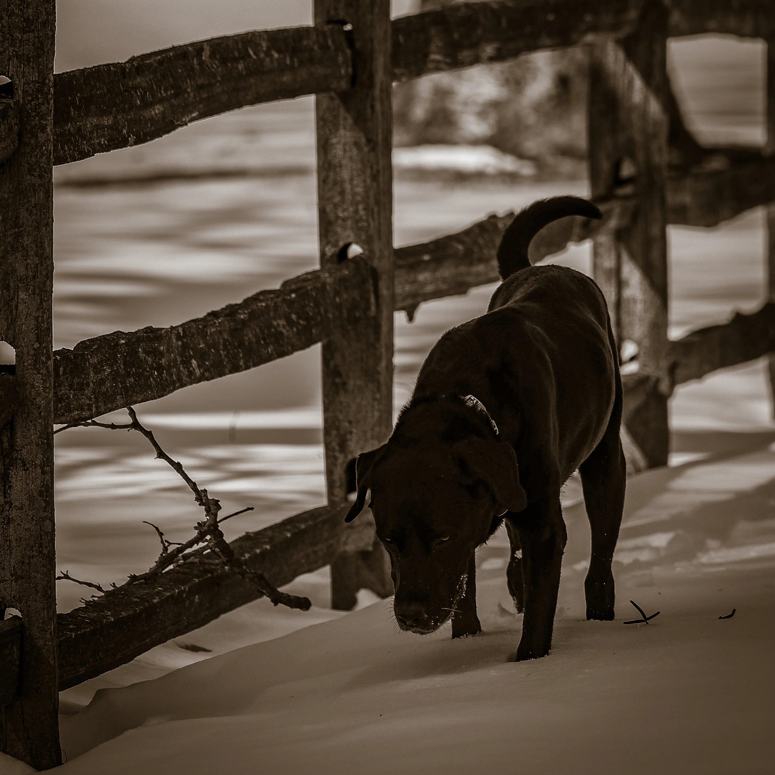 Sepia, sniffing under old fence, river behind