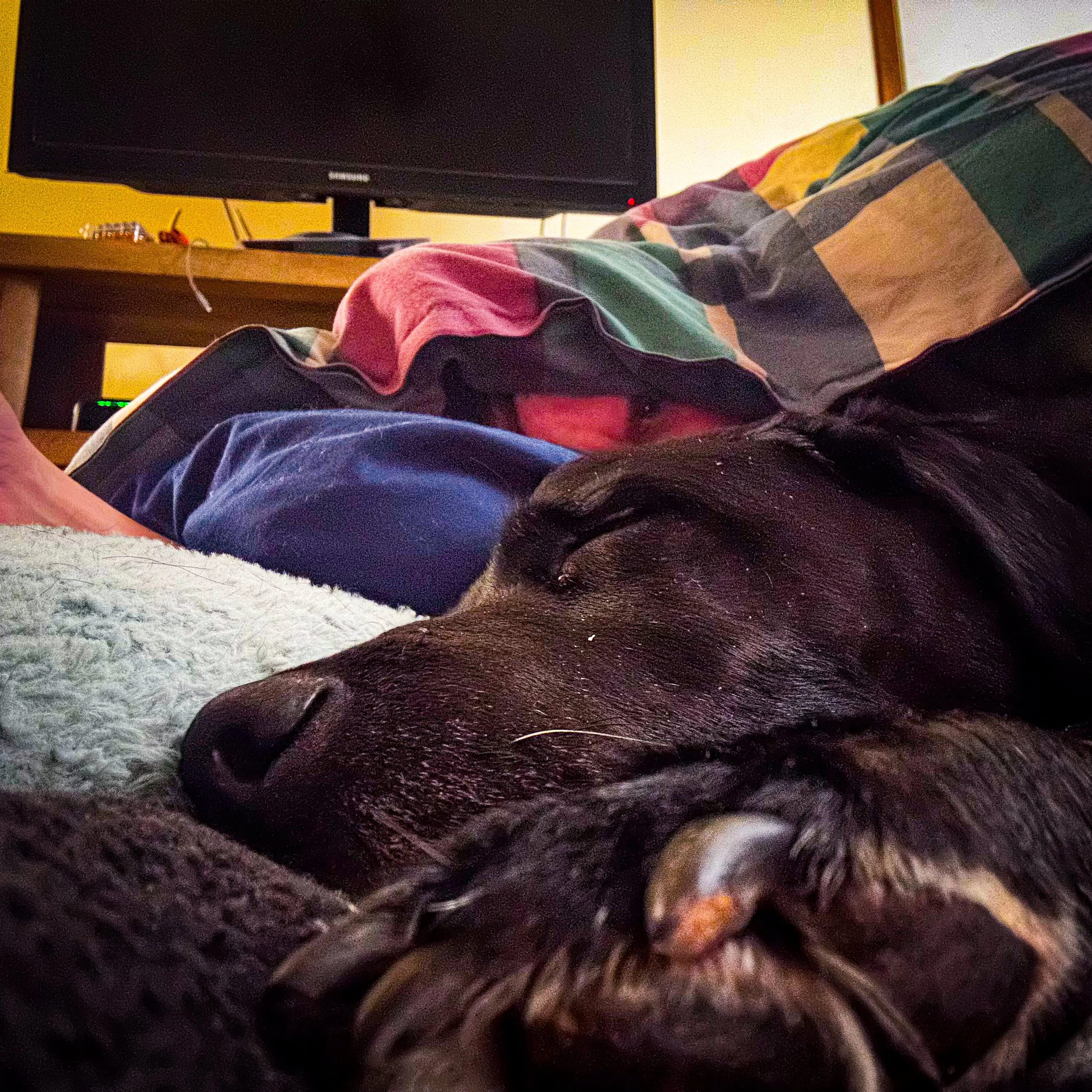 Fast asleep on the couch beside you, completely safe