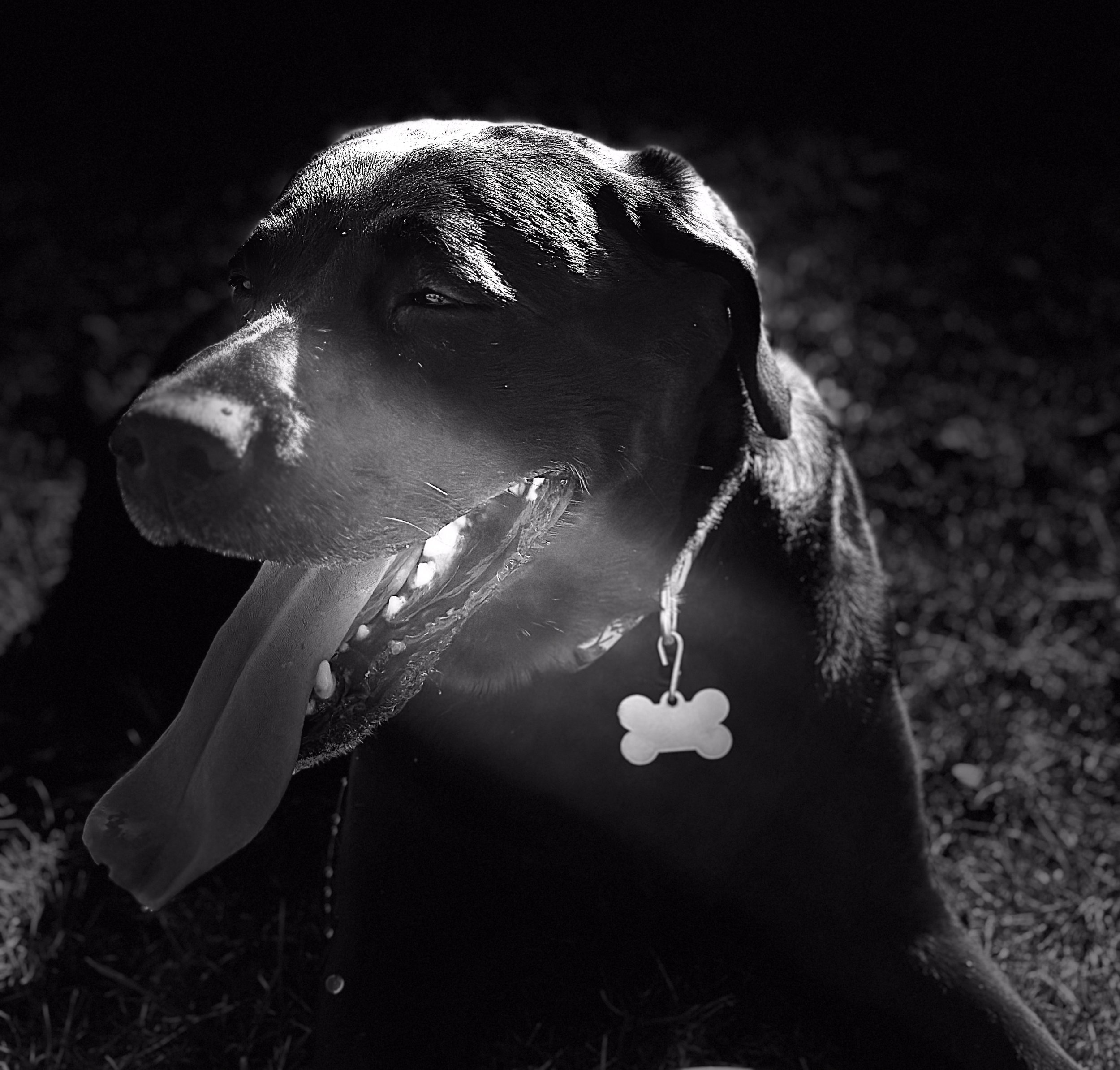 B&W dramatic light, tongue out, bone tag