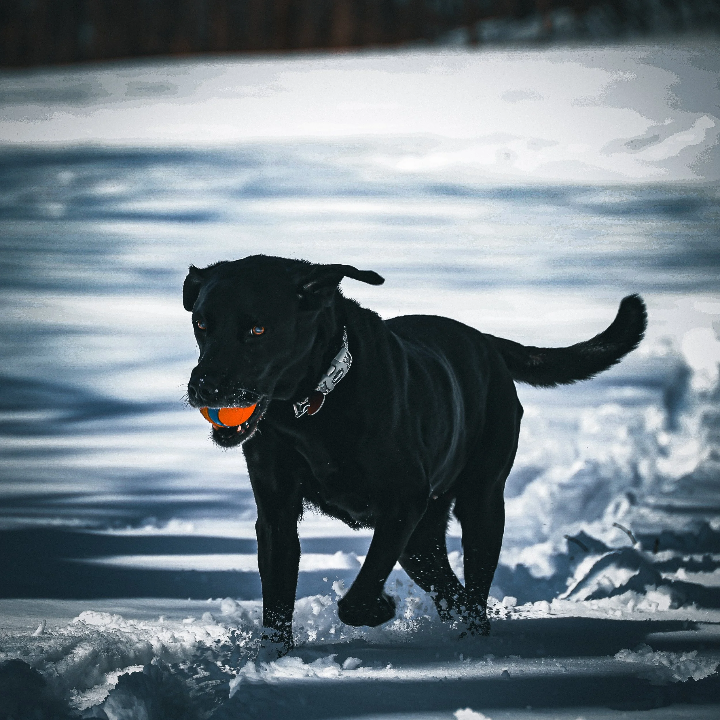 Orange ball, blue tones, mid-stride