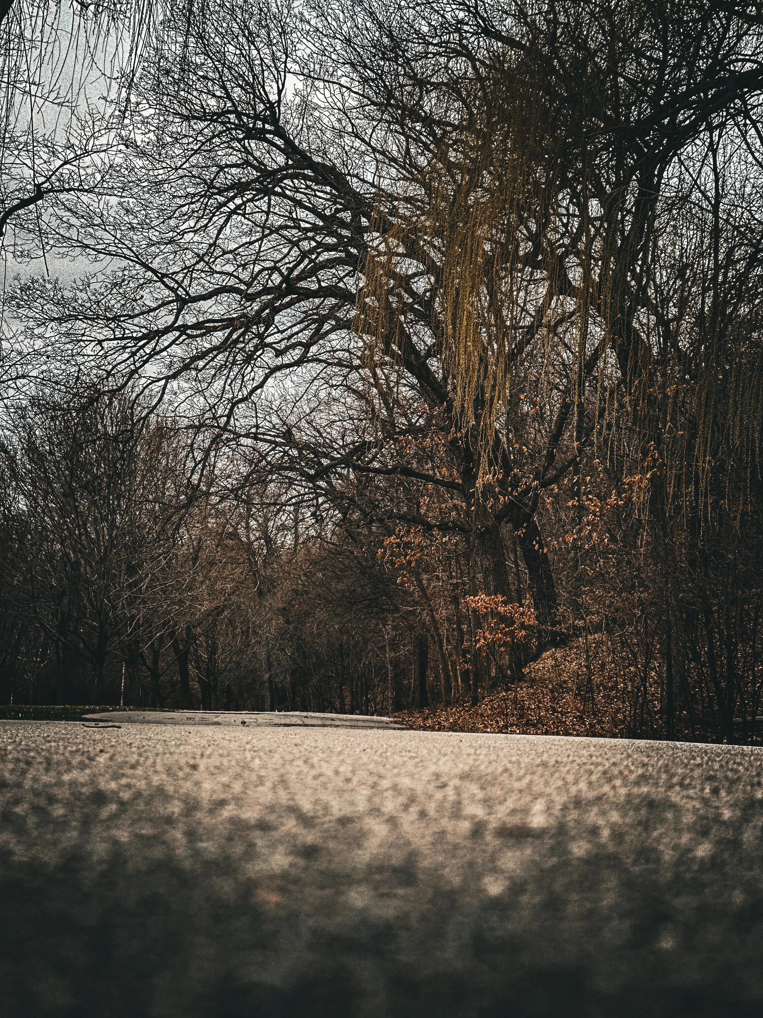 Ground level landscape shot — the world from her height, no dog needed