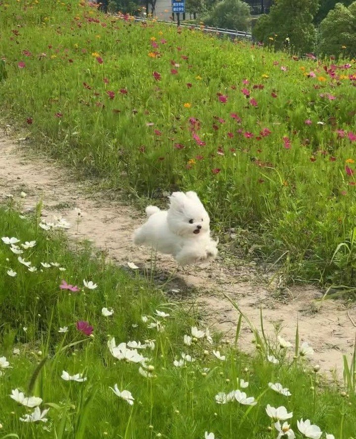 Springing into the weekend like: ⁠
⁠
We're closed this weekend, first orders back next Wednesday!⁠
⁠
#AdelaideFlowerDelivery