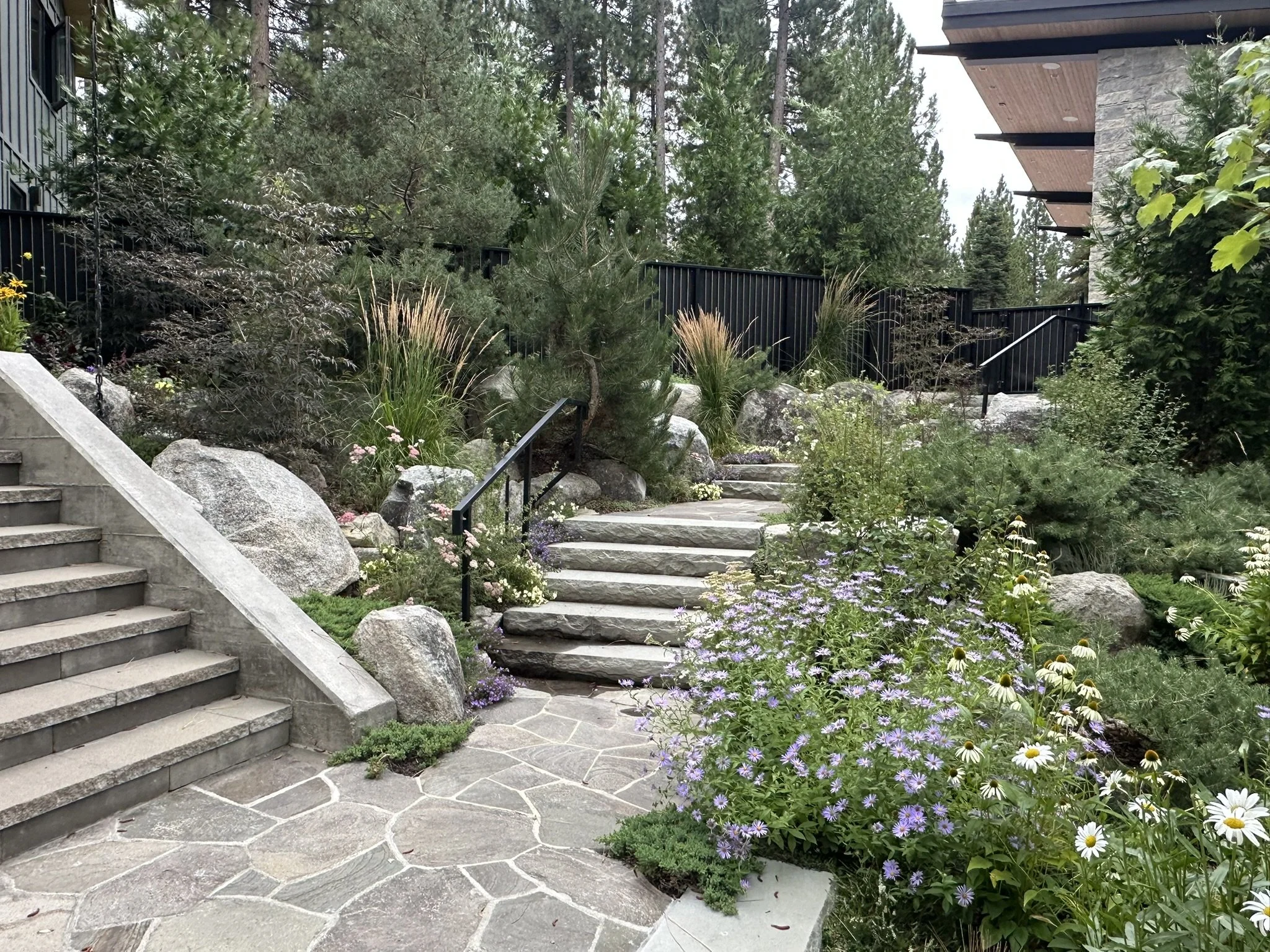 End of summer bloom scene of front yard, featuring stone stairs, asters and grasses.