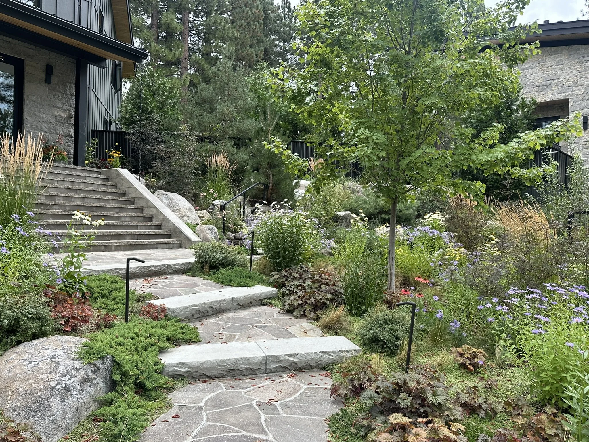 End of summer bloom scene of front yard, featuring stone stairs, asters and grasses.
