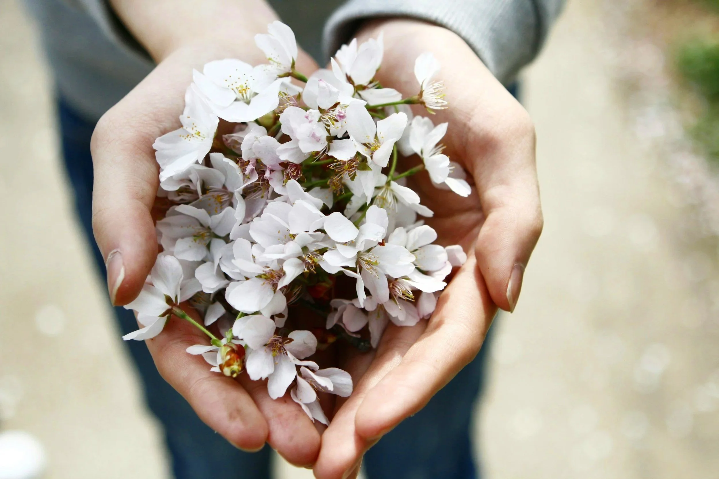 Person holding a bunch of white cherry blossom flowers with green stems and yellow stamens.