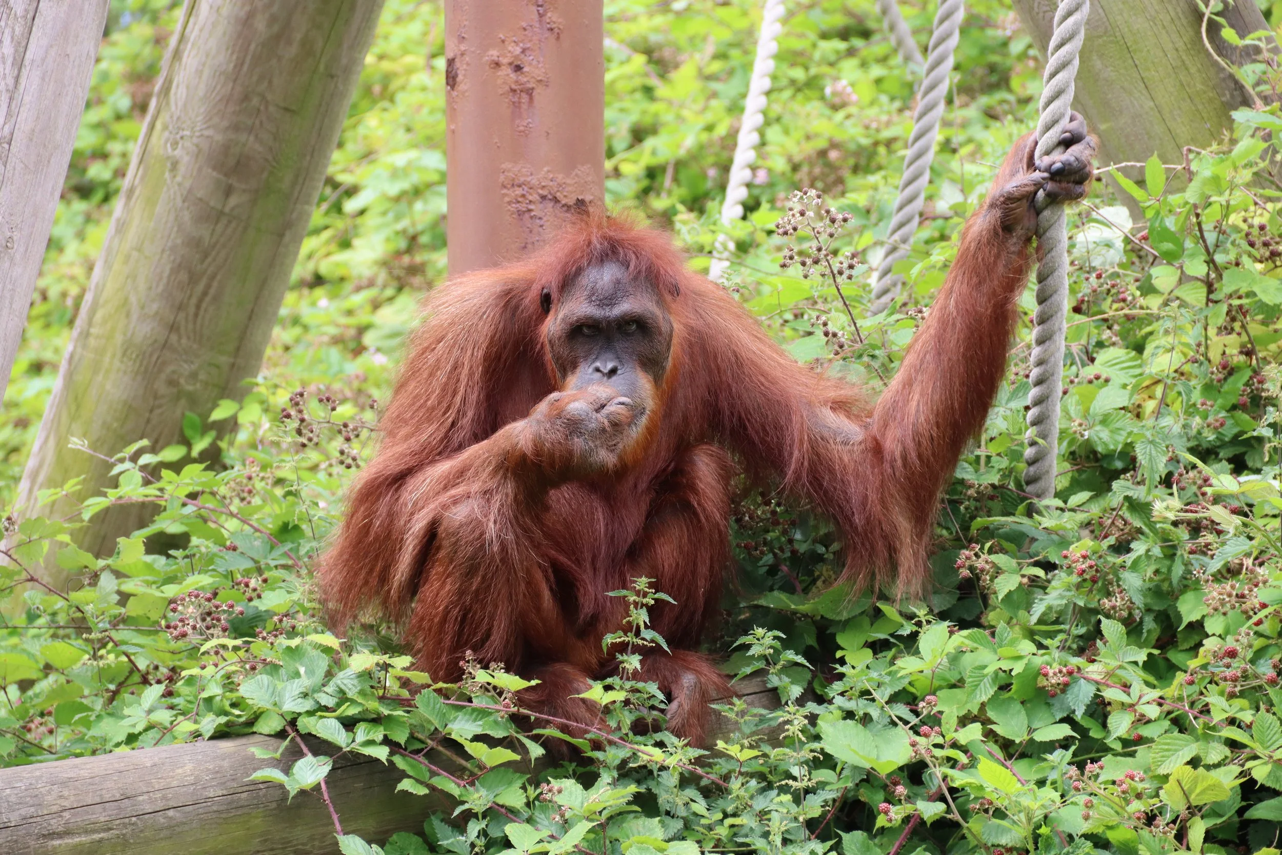 An Orangutan looking directly at the viewer