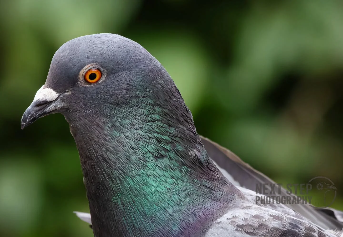 Its Friday!

I hope you've got a great weekend ahead!

#photography #photographer #photo #art #beauty #animals #nature #birds #pigeon #bird #beautiful #natural #world #friday