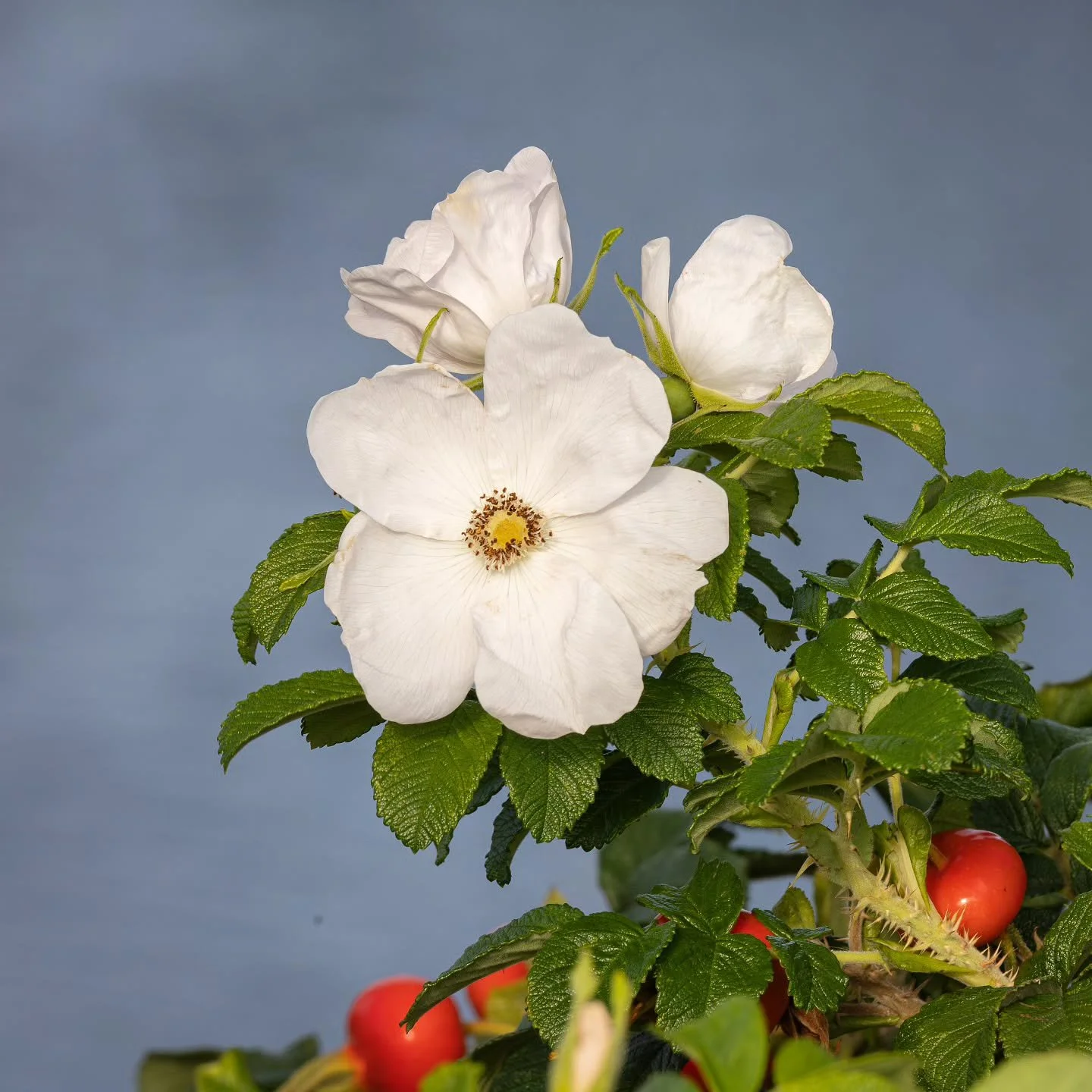 Happy Tuesday!

There's loads of work to do, but I'm feeling positive and confident about my goals!

I hope you're having a great week so far!

#photography #photographer #photo #art #beauty #world #nature #natural #flowers #flower #countryside #Tues