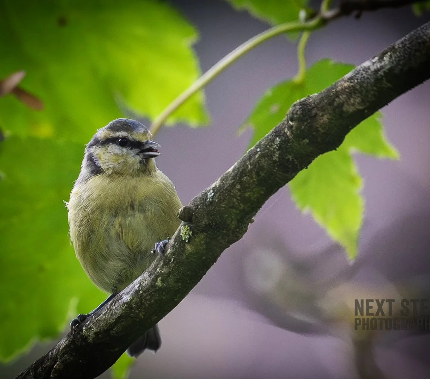 Good afternoon!

I hope you've had a great week so far!

Here's a shot I grabbed back in Cumbria between work shoots not too long ago!

#photographer #photography #photo #photooftheday #bird #animals #nature #Cumbria #wildlife #natural #art #animallo
