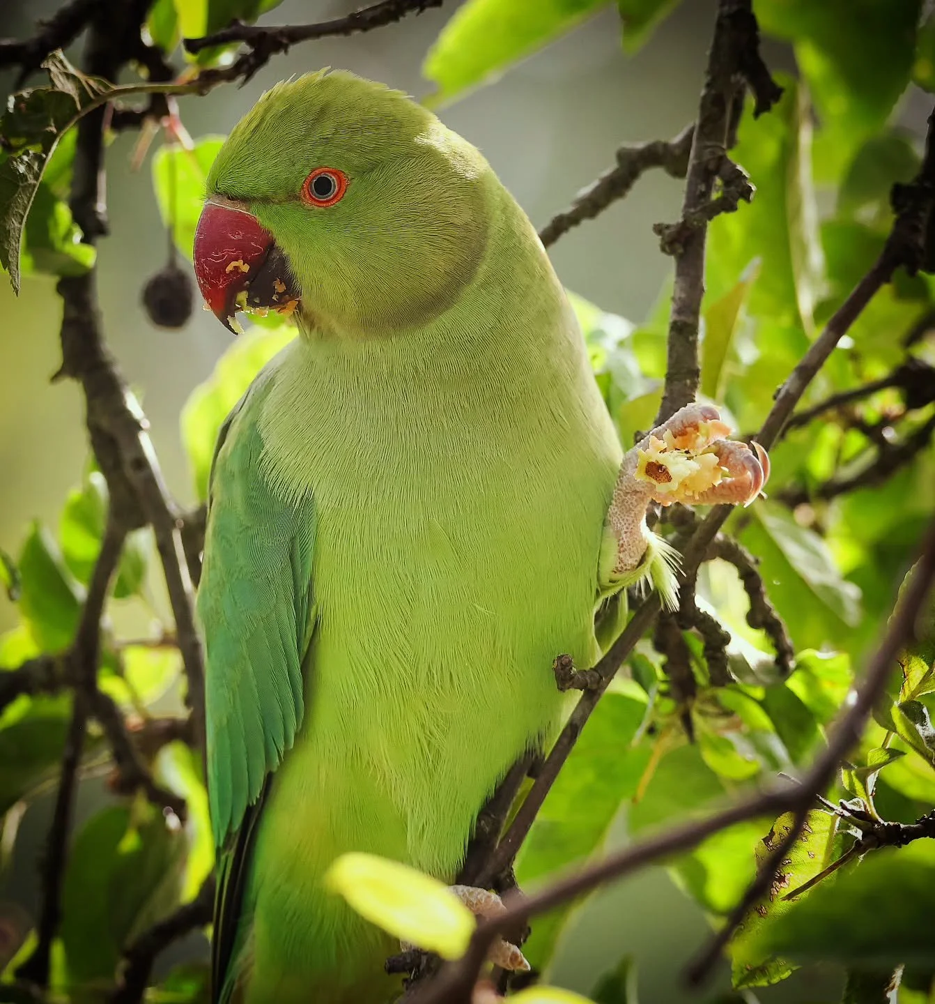 Happy Monday!
I hope you've had a great start to the week!
Here's a shot I took of a little friend in @kewgardens on Saturday.
Have a great day!
#photography #photographer #photo #art #beauty #animals #parakeet #parrot #birds #birdphotography #bi