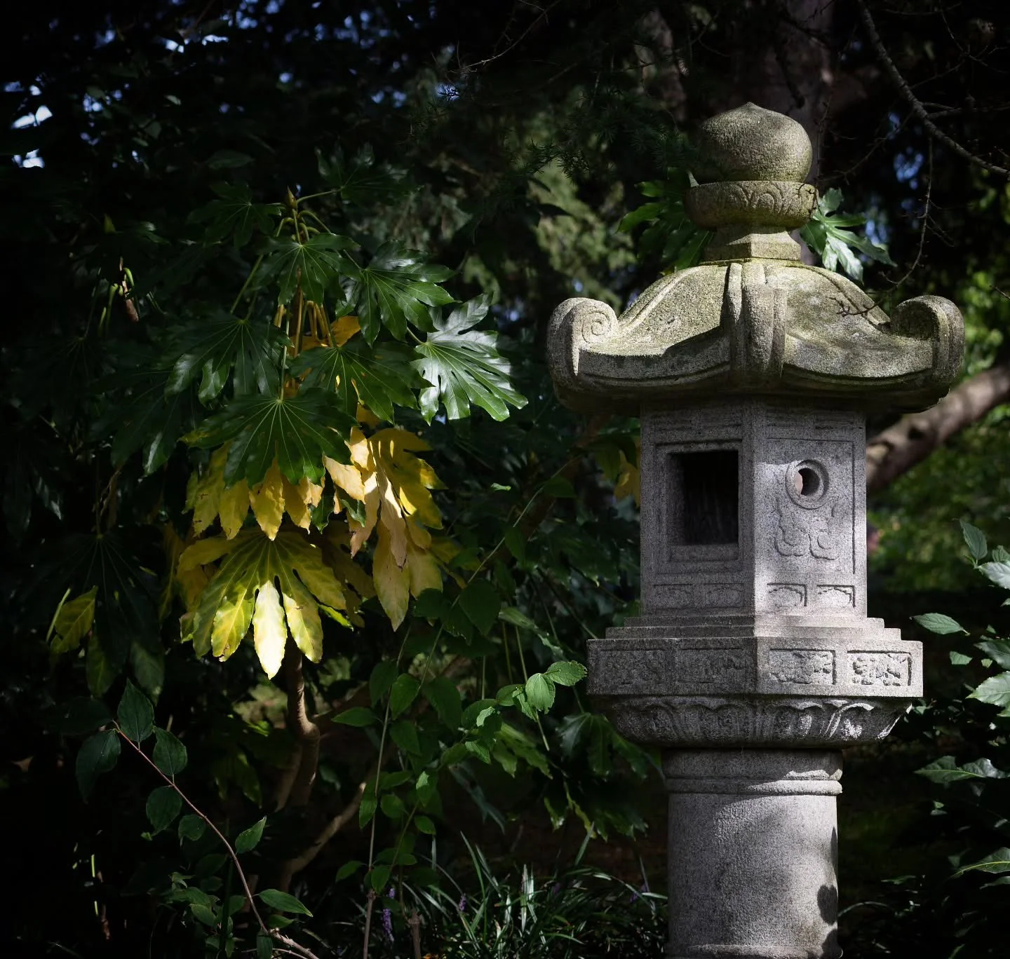Happy Tuesday!
I've got a day of travelling ahead, but I'm feeling positive and I'm ready to go!
I hope you're having a great start to the week
#photography #photographer #photo #art #beauty #world #kewgardens #nature #japanstyle #style #natural #