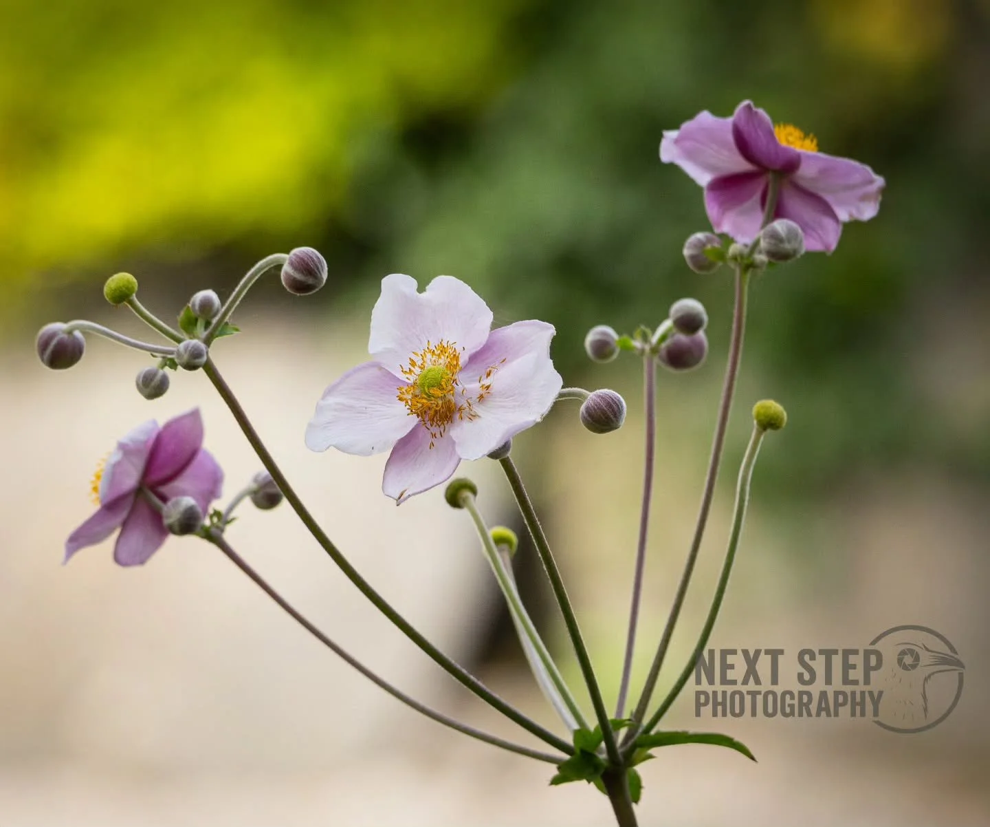Happy Friday!
I hope you've got a relaxing weekend ahead!
#photographer #photography #photo #art #beauty #flowers #nature #natural #world #photooftheday #friday